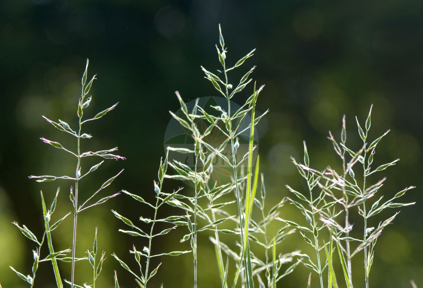 Foto von Bromus racemosus agg. (Traubige Trespe - Smooth Brome & Meadow Brome). Das Bild zeigt Bluete und Frucht. Das Foto wurde in Rockenberg, Gießen, Hessen, Deutschland, Wetterau und Gießener Becken aufgenommen. ---- Photo of Bromus racemosus agg. (Traubige Trespe - Smooth Brome & Meadow Brome). The image is showing flower and fruit. The picture was taken in Rockenberg, Giessen, Hesse, Germany, Wetterau and Giessener Becken.(Bromus racemosus agg.,Traubige Trespe,Smooth Brome & Meadow Brome,Traubige Trespe,Traubige Trespe,Smooth Brome & Meadow Brome,Bromus,Trespe,Brome,Poaceae,Süßgräser,Grass family,Bluete,Frucht,flower,fruit)