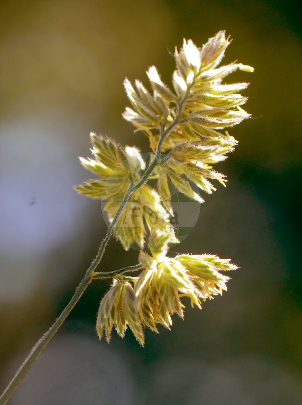 Foto von Dactylis glomerata subsp. hispanica (Gewöhnliches Knäuelgras). Das Bild zeigt Bluete. Das Foto wurde in Kopenhagen, Dänemark aufgenommen. ---- Photo of Dactylis glomerata subsp. hispanica (Gewöhnliches Knäuelgras). The image is showing flower. The picture was taken in Copenhagen, Denmark.(Dactylis glomerata subsp. hispanica,Gewöhnliches Knäuelgras,Dactylis hispanica,Gewoehnliches Knaeuelgras,Dactylis,Knäuelgras,Cocksfoot,Poaceae,Süßgräser,Grass family,Bluete,flower)