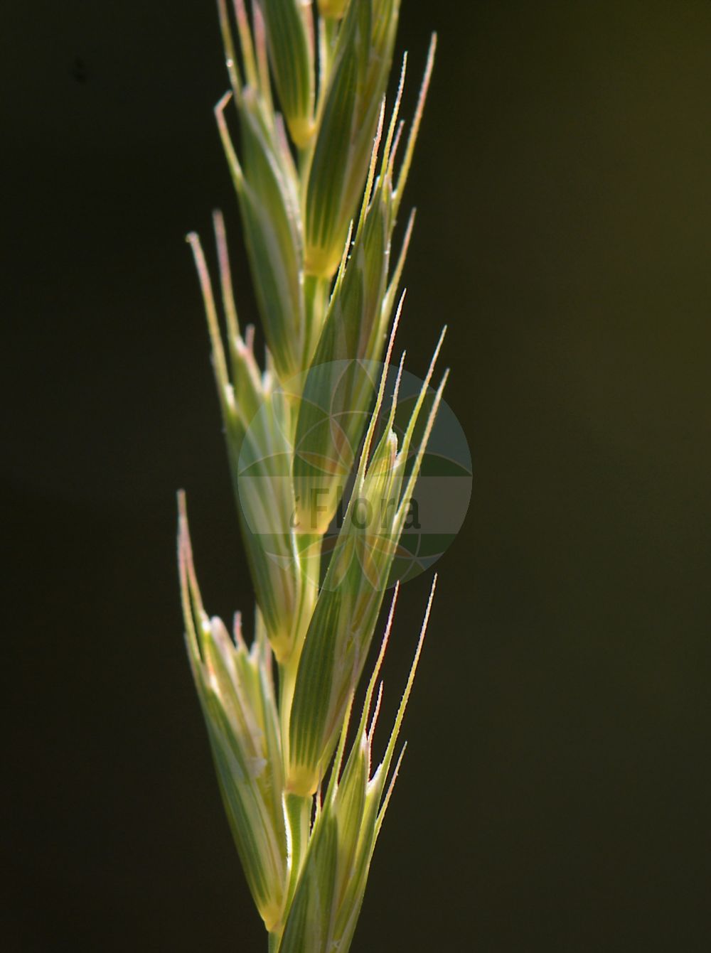 Foto von Elymus repens subsp. repens (Gewöhnliche Kriech-Quecke). Das Bild zeigt Bluete und Frucht. Das Foto wurde in Nidderau, Main-Kinzig-Kreis, Hessen, Deutschland aufgenommen. ---- Photo of Elymus repens subsp. repens (Gewöhnliche Kriech-Quecke). The image is showing flower and fruit. The picture was taken in Nidderau, Main-Kinzig district, Hesse, Germany.(Elymus repens subsp. repens,Gewöhnliche Kriech-Quecke,Elymus repens subsp. repens,Gewoehnliche Kriech-Quecke,Elymus,Quecke,Wildrye,Poaceae,Süßgräser,Grass family,Bluete,Frucht,flower,fruit)