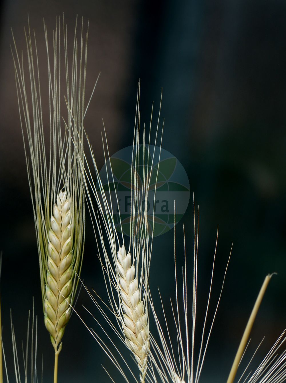Foto von Triticum turgidum subsp. dicoccon. Das Bild zeigt Bluete und Frucht. Das Foto wurde in Bologna, Emilia-Romagna, Italien aufgenommen. ---- Photo of Triticum turgidum subsp. dicoccon. The image is showing flower and fruit. The picture was taken in Bologna, Emilia-Romagna, Italy.(Triticum turgidum subsp. dicoccon,Triticum vulgare subsp. dicoccum,Triticum,Weizen,Wheat,Poaceae,Süßgräser,Grass family,Bluete,Frucht,flower,fruit)