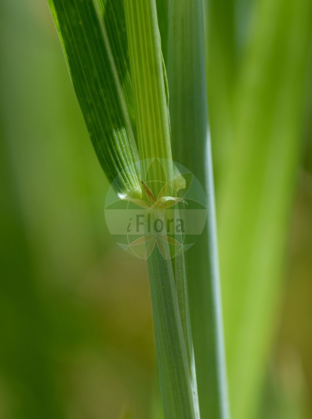 Foto von Triticum turgidum subsp. polonicum. Das Bild zeigt Blatt. Das Foto wurde in Klagenfurt, Kärnten, Österreich aufgenommen. ---- Photo of Triticum turgidum subsp. polonicum. The image is showing leaf. The picture was taken in Klagenfurt, Carinthia, Austria.(Triticum turgidum subsp. polonicum,Triticum turgidum subsp. polonicum,Triticum,Weizen,Wheat,Poaceae,Süßgräser,Grass family,Blatt,leaf)