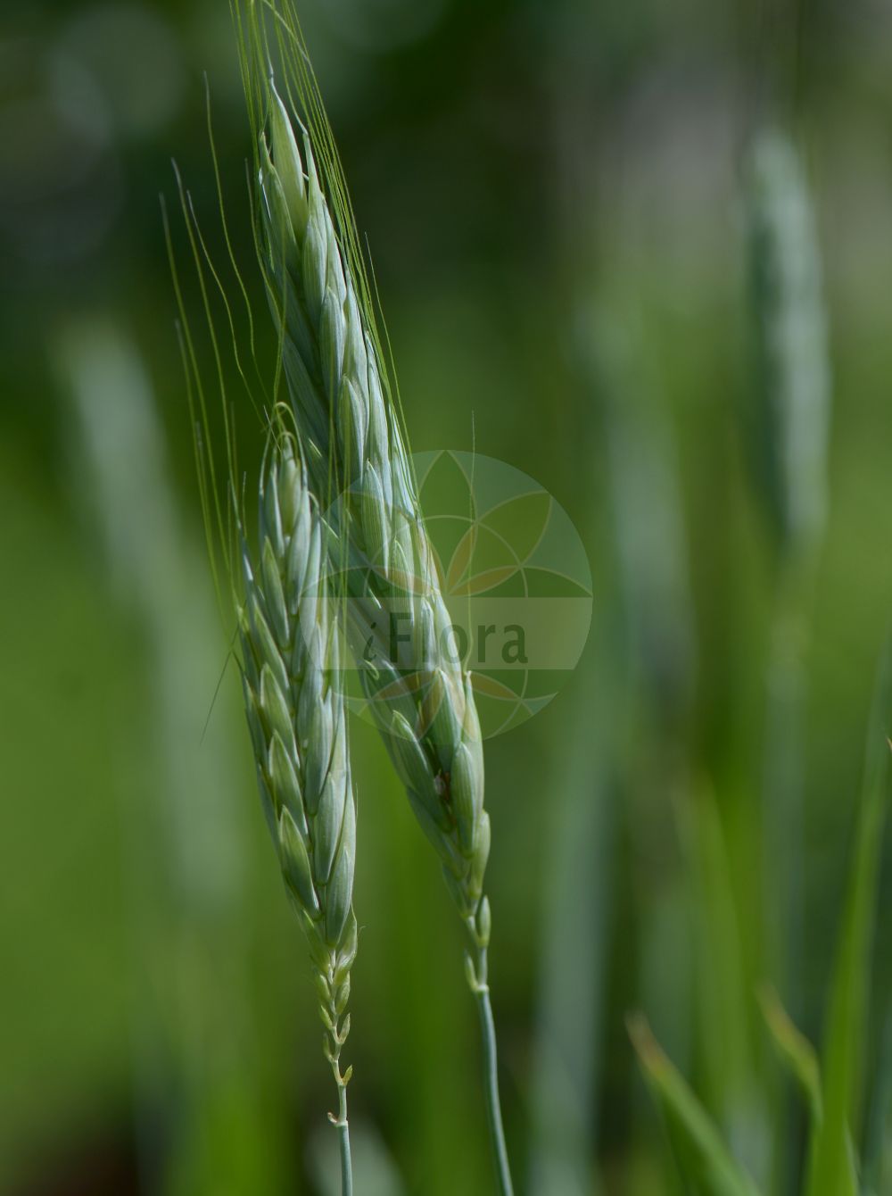 Foto von Triticum turgidum subsp. polonicum. Das Bild zeigt Bluete und Frucht. Das Foto wurde in Klagenfurt, Kärnten, Österreich aufgenommen. ---- Photo of Triticum turgidum subsp. polonicum. The image is showing flower and fruit. The picture was taken in Klagenfurt, Carinthia, Austria.(Triticum turgidum subsp. polonicum,Triticum turgidum subsp. polonicum,Triticum,Weizen,Wheat,Poaceae,Süßgräser,Grass family,Bluete,Frucht,flower,fruit)