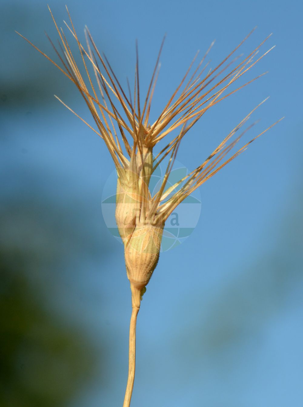 Foto von Aegilops geniculata. Das Bild zeigt Blatt und Bluete. Das Foto wurde in Nidderau, Main-Kinzig-Kreis, Hessen, Deutschland aufgenommen. ---- Photo of Aegilops geniculata. The image is showing leaf and flower. The picture was taken in Nidderau, Main-Kinzig district, Hesse, Germany.(Aegilops geniculata,Aegilops geniculata,Triticum vagans,Aegilops,Poaceae,Süßgräser,Grass family,Blatt,Bluete,leaf,flower)