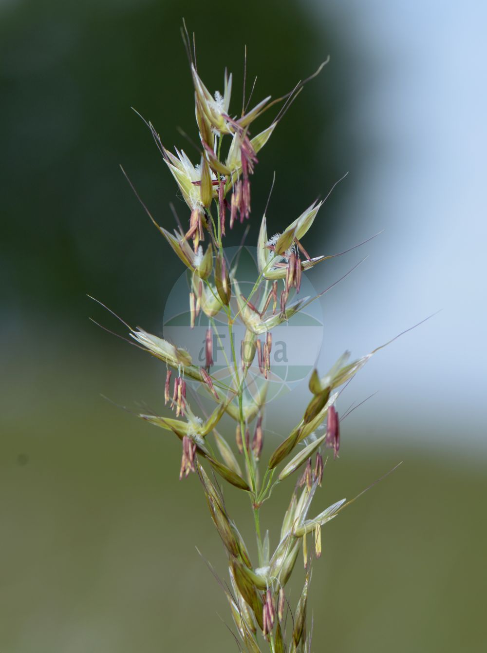 Foto von Arrhenatherum elatius (Gewöhnlicher Glatthafer - False Oat-grass). Das Bild zeigt Blatt und Bluete. Das Foto wurde in Hessen, Deutschland, Oberrheinisches Tiefland und Rhein-Main-Ebene, Untermainebene aufgenommen. ---- Photo of Arrhenatherum elatius (Gewöhnlicher Glatthafer - False Oat-grass). The image is showing leaf and flower. The picture was taken in Hesse, Germany, Oberrheinisches Tiefland and Rhein-Main-Ebene, Untermainebene.(Arrhenatherum elatius,Gewöhnlicher Glatthafer,False Oat-grass,Arrhenatherum avenaceum,Arrhenatherum biaristatum,Arrhenatherum elatius,Avena elata,Avena elatior,Holcus avenaceus,Gewoehnlicher Glatthafer,Franzoesisches Raygras,Franzoesisches Weidelgras,Knolliger Glatthafer,False Oat-grass,False Oat,Ribbon Grass,Tall Oatgrass,Arrhenatherum,Glatthafer,Oatgrass,Poaceae,Süßgräser,Grass family,Blatt,Bluete,leaf,flower)