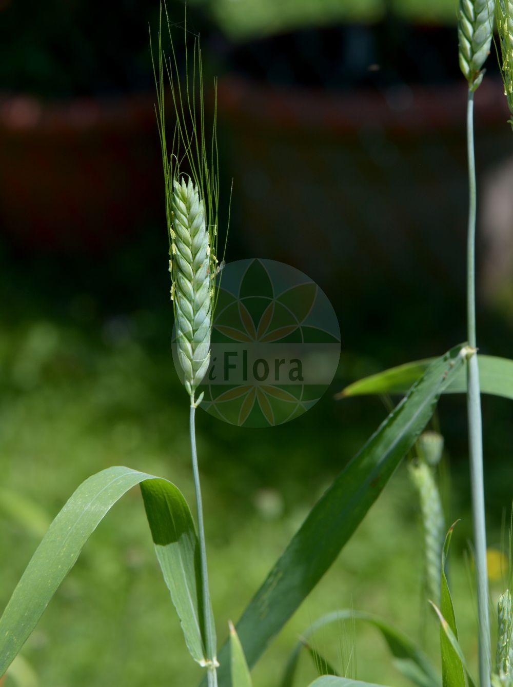 Foto von Triticum turgidum subsp. durum. Das Bild zeigt Dorn, Keimblatt und Zapfen. Das Foto wurde in Klagenfurt, Kärnten, Österreich aufgenommen. ---- Photo of Triticum turgidum subsp. durum. The image is showing thorn, cotyledon and cone. The picture was taken in Klagenfurt, Carinthia, Austria.(Triticum turgidum subsp. durum,Triticum turgidum subsp. durum,Triticum,Weizen,Wheat,Poaceae,Süßgräser,Grass family,Dorn,Keimblatt,Zapfen,thorn,cotyledon,cone)