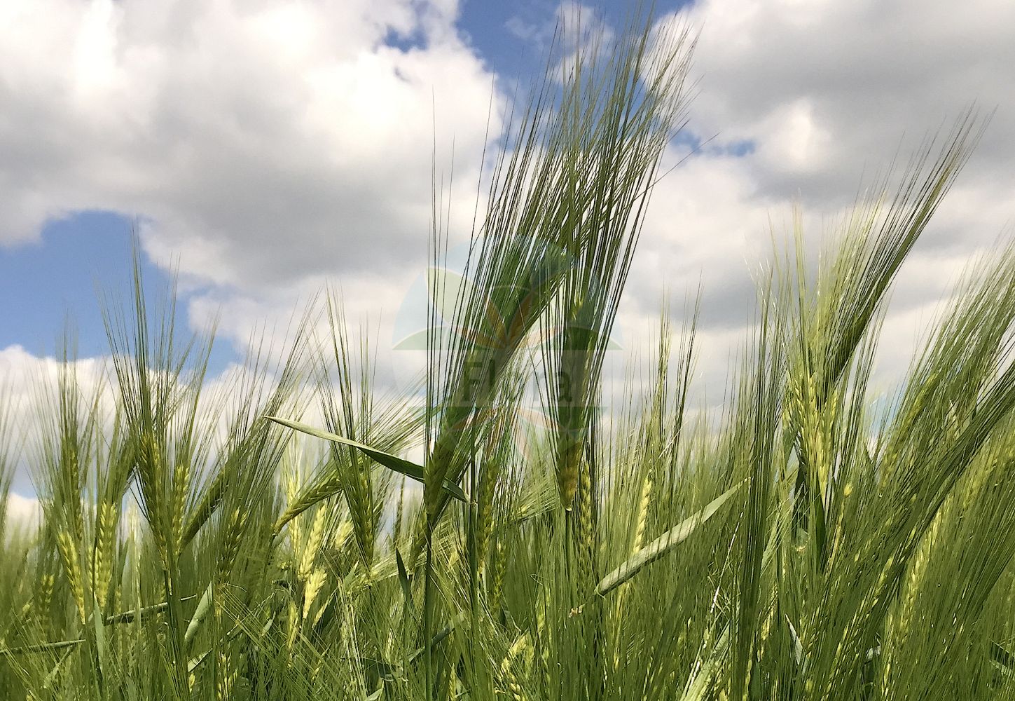 Foto von Hordeum vulgare (Saat-Gerste - Six-rowed Barley). Das Bild zeigt Bluete und Frucht. ---- Photo of Hordeum vulgare (Saat-Gerste - Six-rowed Barley). The image is showing flower and fruit.(Hordeum vulgare,Saat-Gerste,Six-rowed Barley,Hordeum hexastichum,Hordeum polystichon,Hordeum vulgare,Hordeum vulgare subsp. hexastichon,Saat-Gerste,Mehrzeilige Gerste,Six-rowed Barley,Barley,Common Barley,Six-row Barley,Four-rowed Barley,Hordeum,Gerste,Barley,Poaceae,Süßgräser,Grass family,Bluete,Frucht,flower,fruit)