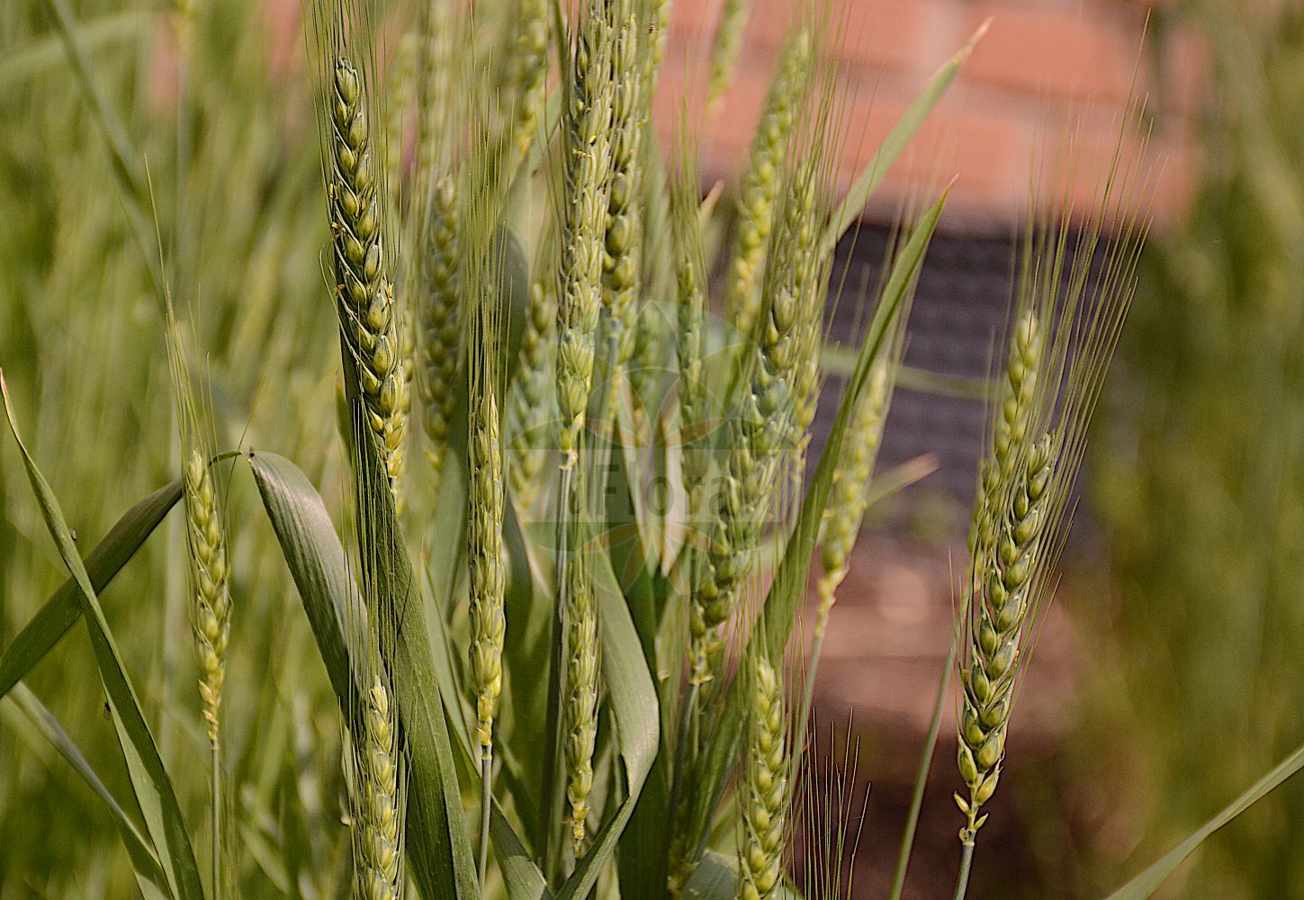 Foto von Triticum aestivum (Saat-Weizen - Bread Wheat). Das Bild zeigt Blatt, Bluete und Frucht. Das Foto wurde in Wien, Österreich aufgenommen. ---- Photo of Triticum aestivum (Saat-Weizen - Bread Wheat). The image is showing leaf, flower and fruit. The picture was taken in Vienna, Austria.(Triticum aestivum,Saat-Weizen,Bread Wheat,Triticum aestivum,Saat-Weizen,Weich-Weizen,Bread Wheat,Common Wheat,Soft Wheat,Triticum,Weizen,Wheat,Poaceae,Süßgräser,Grass family,Blatt,Bluete,Frucht,leaf,flower,fruit)