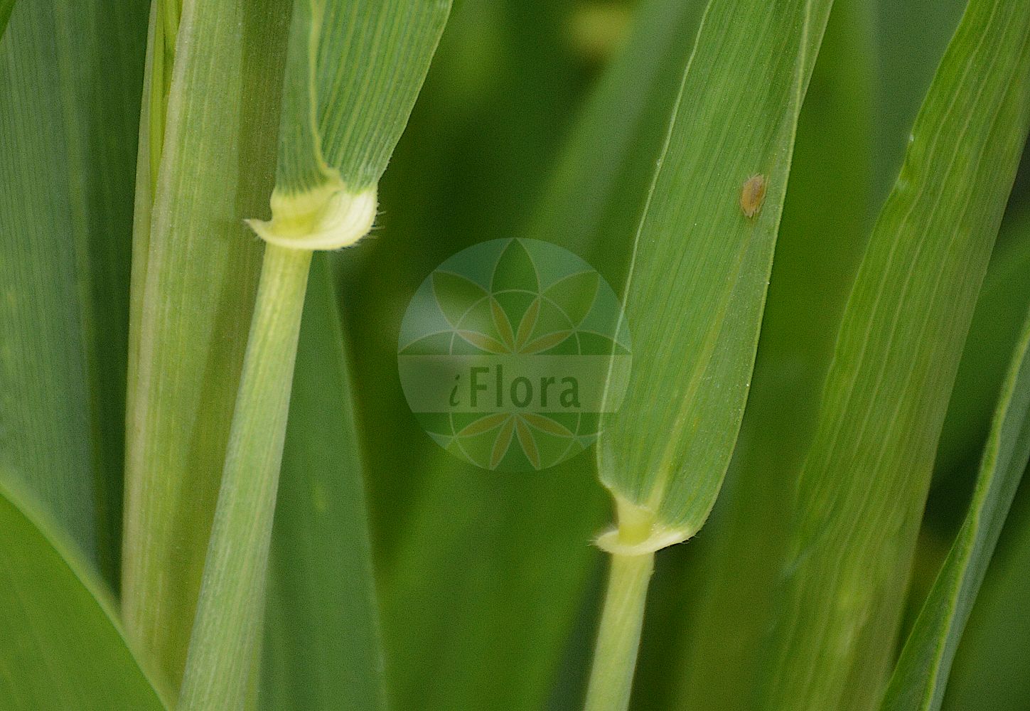 Foto von Triticum aestivum (Saat-Weizen - Bread Wheat). Das Bild zeigt Blatt. Das Foto wurde in Jardin des Plantes, Paris, Frankreich aufgenommen. ---- Photo of Triticum aestivum (Saat-Weizen - Bread Wheat). The image is showing leaf. The picture was taken in Jardin des Plantes, Paris, France.(Triticum aestivum,Saat-Weizen,Bread Wheat,Triticum aestivum,Saat-Weizen,Weich-Weizen,Bread Wheat,Common Wheat,Soft Wheat,Triticum,Weizen,Wheat,Poaceae,Süßgräser,Grass family,Blatt,leaf)