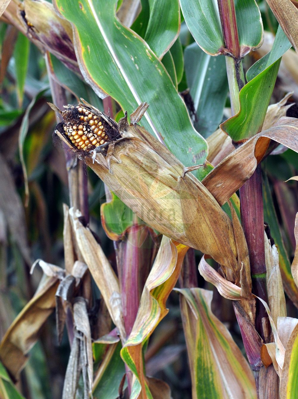 Foto von Zea mays (Mais - Maize). Das Bild zeigt Frucht. Das Foto wurde in Hessen, Deutschland, Oberrheinisches Tiefland und Rhein-Main-Ebene, Untermainebene aufgenommen. ---- Photo of Zea mays (Mais - Maize). The image is showing fruit. The picture was taken in Hesse, Germany, Oberrheinisches Tiefland and Rhein-Main-Ebene, Untermainebene.(Zea mays,Mais,Maize,Zea mays,Mais,Kukuruz,Tuerken,Tuerkischer Weizen,Welschkorn,Maize,Corn,Indian Corn,Zea,Mais,Corn,Poaceae,Süßgräser,Grass family,Frucht,fruit)