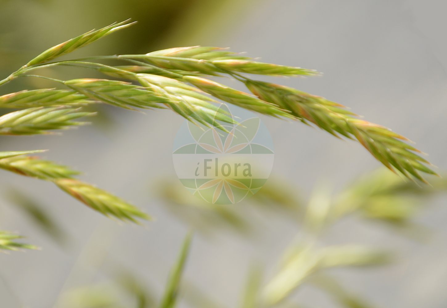 Foto von Ceratochloa cathartica (Ährengrasähnliche Trespe - Rescue Brome). Das Bild zeigt Bluete und Frucht. Das Foto wurde in Lyon, Auvergne-Rhône-Alpes, Frankreich aufgenommen. ---- Photo of Ceratochloa cathartica (Ährengrasähnliche Trespe - Rescue Brome). The image is showing flower and fruit. The picture was taken in Lyon, Auvergne-Rhône-Alpes, France.(Ceratochloa cathartica,Ährengrasähnliche Trespe,Rescue Brome,Bromus brevis,Bromus catharticus,Bromus schraderi,Bromus unioloides,Bromus willdenowii,Ceratochloa cathartica,Ceratochloa haenkeana,Ceratochloa unioloides,Ceratochloa willdenowii,Festuca unioloides,Serrafalcus unioloides,Zerna unioloides,Ährengrasaehnliche Trespe,Anden-Trespe,Willdenows Trespe,Rescue Brome,Prairiegrass,Rescue Bromegrass,Rescuegrass,Ceratochloa,Poaceae,Süßgräser,Grass family,Bluete,Frucht,flower,fruit)