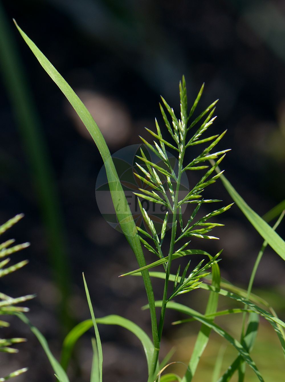 Foto von Catapodium rigidum (Aufrechtes Steifgras - Fern-grass). Das Foto wurde in Lund, Schweden aufgenommen. ---- Photo of Catapodium rigidum (Aufrechtes Steifgras - Fern-grass). The picture was taken in Lund, Sweden.(Catapodium rigidum,Aufrechtes Steifgras,Fern-grass,Catapodium rigidum,Desmazeria rigida,Poa rigida,Sclerochloa rigida,Scleropoa rigida,Scleropoa rigida var. major,Aufrechtes Steifgras,Fern-grass,Hardgrass,Hard Meadow Grass,Hard Poa,Rigid Fescue,Small Hard Grass,Catapodium,Steifgras,Hardgrass,Poaceae,Süßgräser,Grass family)