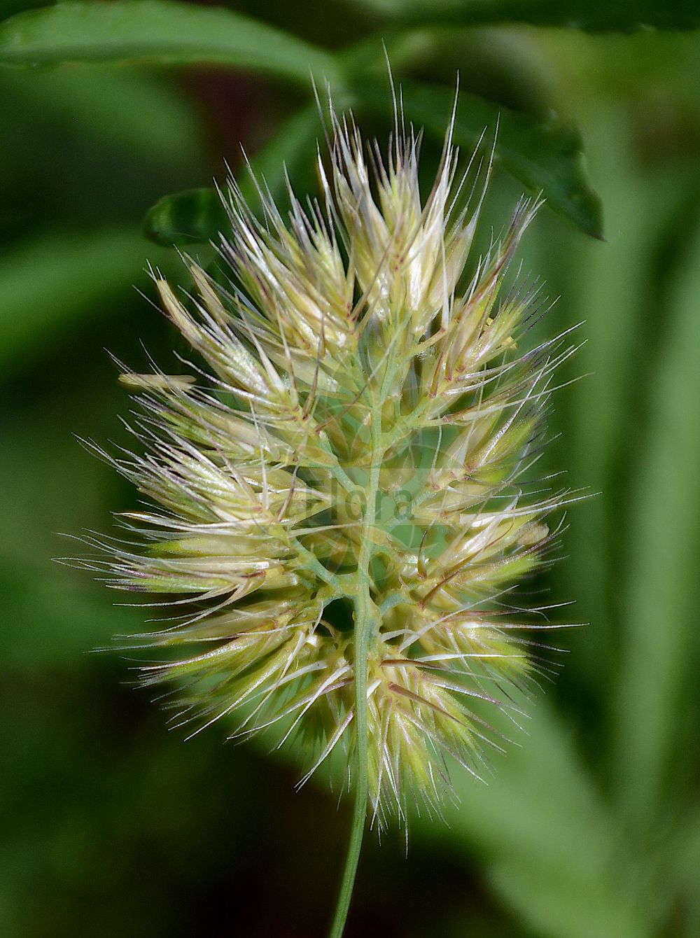 Foto von Cynosurus echinatus (Grannen-Kammgras - Rough Dog's-tail). Das Foto wurde in Dresden, Sachsen, Deutschland aufgenommen. ---- Photo of Cynosurus echinatus (Grannen-Kammgras - Rough Dog's-tail). The picture was taken in Dresden, Sachsen, Germany.(Cynosurus echinatus,Grannen-Kammgras,Rough Dog's-tail,Cynosurus echinatus,Falona echinata,Grannen-Kammgras,Igel-Kammgras,Rough Dog's-tail,Bristly Dogstail Grass,Hedgehog Dog-tail Grass,Rough Dog-tail Grass,Cynosurus,Kammgras,Dogstail Grass,Poaceae,Süßgräser,Grass family)