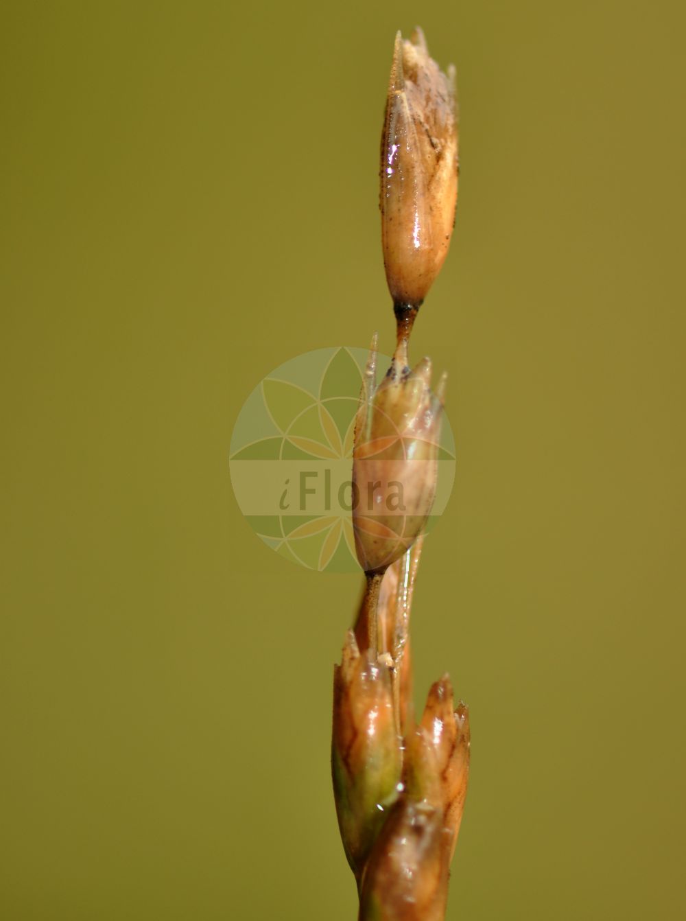 Foto von Danthonia decumbens (Dreizahn - Heath-grass). Das Foto wurde in Hochtaunuskreis, Hessen, Deutschland, Taunus, Hochtaunus aufgenommen. ---- Photo of Danthonia decumbens (Dreizahn - Heath-grass). The picture was taken in Hochtaunus district, Hesse, Germany, Taunus, Hochtaunus.(Danthonia decumbens,Dreizahn,Heath-grass,Avena compacta,Danthonia decumbens,Festuca decumbens,Poa decumbens,Sieglingia decumbens,Triodia decumbens,Dreizahn,Enttaeuschender Dreizahn,Gewoehnlicher Dreizahn,Heath-grass,Decumbent Heathgrass,Common Heathgrass,Danthonia,Dreizahn,Oatgrass,Poaceae,Süßgräser,Grass family)