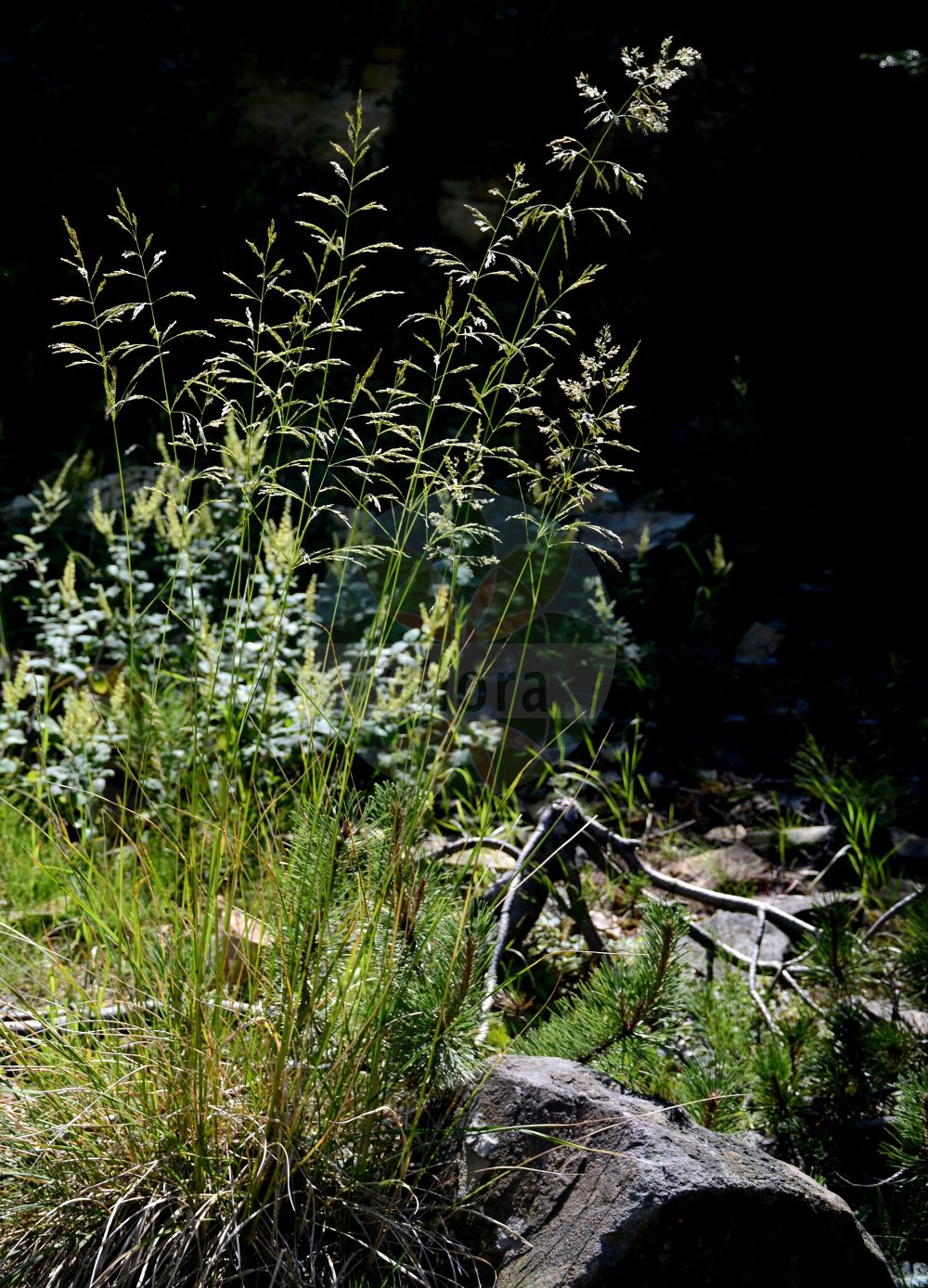 Foto von Deschampsia cespitosa (Rasen-Schmiele - Tufted Hair-grass). Das Foto wurde in Osnabrück, Niedersachsen, Deutschland aufgenommen. ---- Photo of Deschampsia cespitosa (Rasen-Schmiele - Tufted Hair-grass). The picture was taken in Osnabrueck, Lower Saxony, Germany.(Deschampsia cespitosa,Rasen-Schmiele,Tufted Hair-grass,Deschampsia austrobohemica,Deschampsia cespitosa,Deschampsia gaudinii,Aira cespitosa,Rasen-Schmiele,Armbluetige Rasen-Schmiele,Tufted Hair-grass,Alpine Hairgrass,Hassock,Turfy Hairgrass,Tussockgrass,Deschampsia,Schmiele,Hair-grass,Poaceae,Süßgräser,Grass family)