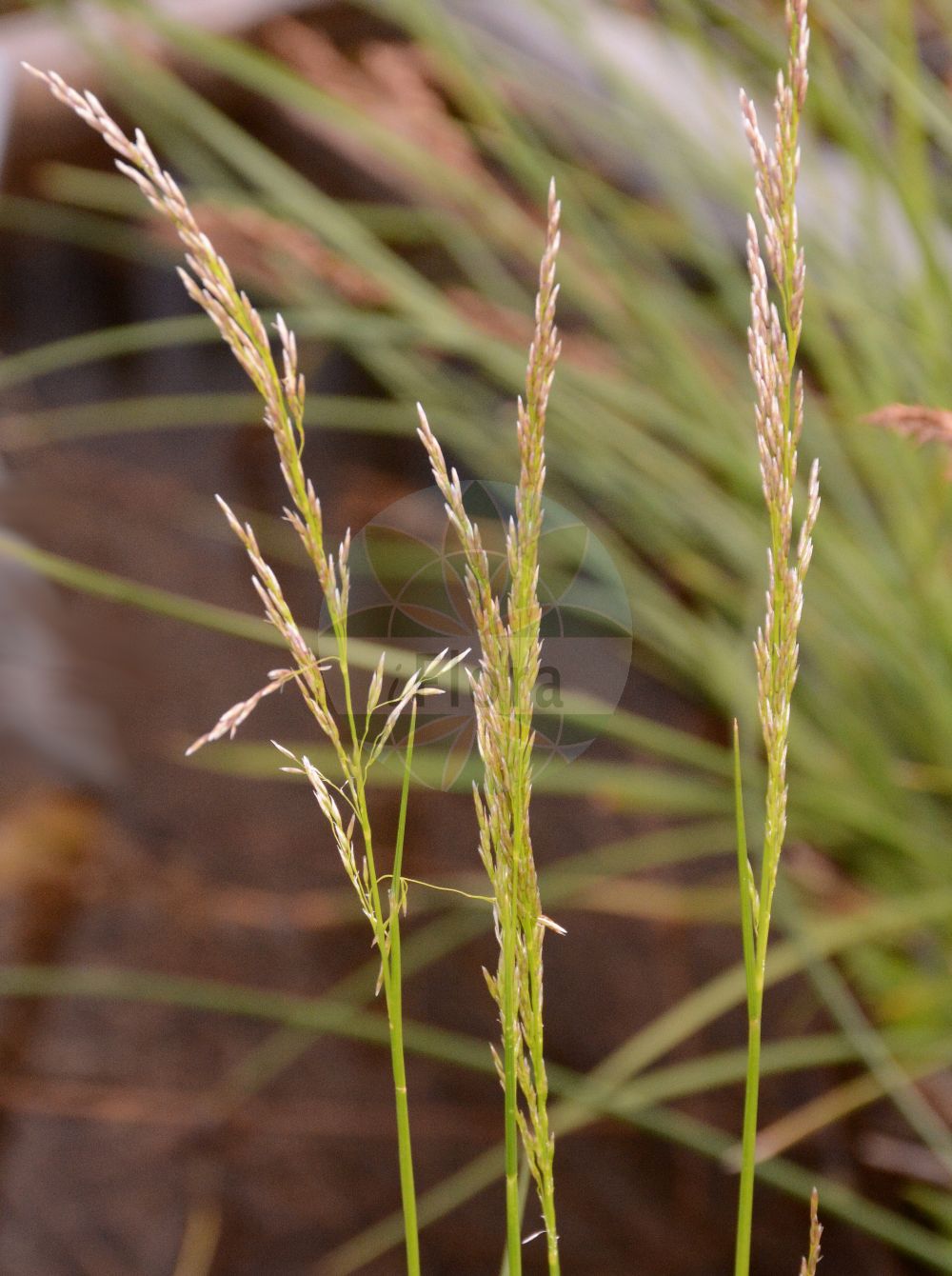 Foto von Deschampsia cespitosa subsp. paludosa (Elbe-Rasenschmiele - Tufted Hair-grass). Das Foto wurde in München, Bayern, Deutschland aufgenommen. ---- Photo of Deschampsia cespitosa subsp. paludosa (Elbe-Rasenschmiele - Tufted Hair-grass). The picture was taken in Munich, Bavaria, Germany.(Deschampsia cespitosa subsp. paludosa,Elbe-Rasenschmiele,Tufted Hair-grass,Deschampsia wibeliana,Elbe-Rasenschmiele,Elbe-Schmiele,Wibels Schmiele,Tufted Hair-grass,Deschampsia,Schmiele,Hair-grass,Poaceae,Süßgräser,Grass family)