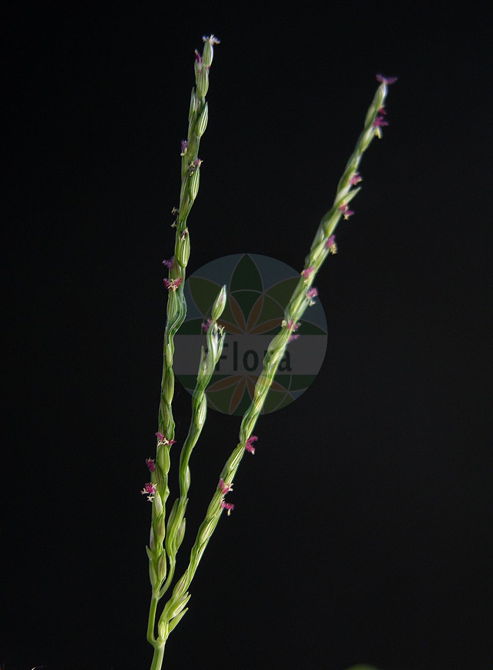 Foto von Digitaria ischaemum (Faden-Fingerhirse - Smooth Finger-grass). ---- Photo of Digitaria ischaemum (Faden-Fingerhirse - Smooth Finger-grass).(Digitaria ischaemum,Faden-Fingerhirse,Smooth Finger-grass,Digitaria glabra,Digitaria humifusa,Digitaria ischaemum,Digitaria linearis,Panicum filiforme,Panicum glabrum,Panicum ischaemum,Faden-Fingerhirse,Fadenhirse,Kahle Fingerhirse,Smooth Finger-grass,Red Millet,Smooth Crabgrass,Smooth Summergrass,Digitaria,Fingerhirse,Crabgrass,Poaceae,Süßgräser,Grass family)