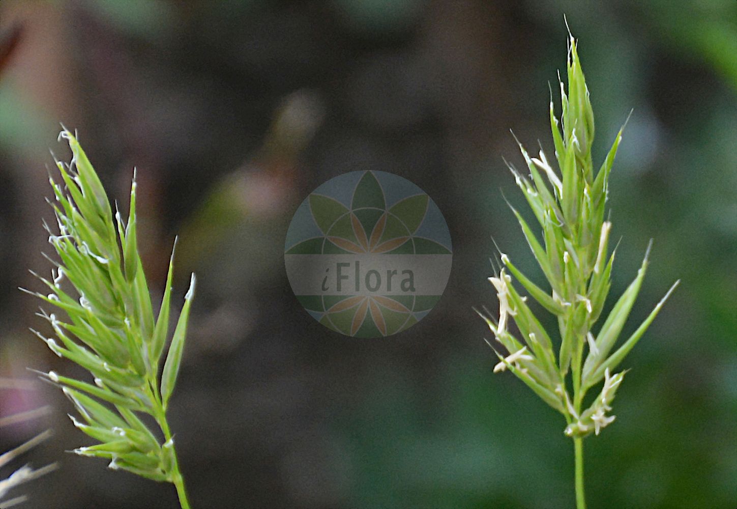 Foto von Anthoxanthum aristatum (Grannen-Ruchgras - Annual Vernal-grass). Das Foto wurde in Dresden, Sachsen, Deutschland aufgenommen. ---- Photo of Anthoxanthum aristatum (Grannen-Ruchgras - Annual Vernal-grass). The picture was taken in Dresden, Sachsen, Germany.(Anthoxanthum aristatum,Grannen-Ruchgras,Annual Vernal-grass,Anthoxanthum aristatum,Anthoxanthum laxiflorum,Anthoxanthum odoratum,Anthoxanthum puelii,Grannen-Ruchgras,Dobbengras,Annual Vernal-grass,Anthoxanthum,Ruchgras,Hornwort,Poaceae,Süßgräser,Grass family)