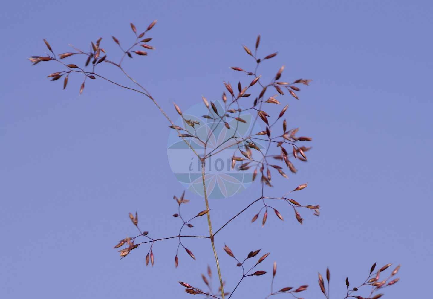 Foto von Agrostis capillaris (Rotes Straußgras - Common Bent). ---- Photo of Agrostis capillaris (Rotes Straußgras - Common Bent).(Agrostis capillaris,Rotes Straußgras,Common Bent,Agrostis capillaris,Agrostis tarda,Agrostis tenuis,Agrostis vulgaris,Rotes Straussgras,Gewoehnliches Straussgras,Common Bent,Black Couch,Browntop,Browntop Bent,Colonial Bent,Colonial Bentgrass,Rhode Island Bent,Agrostis,Straußgras,Bentgrass,Poaceae,Süßgräser,Grass family)
