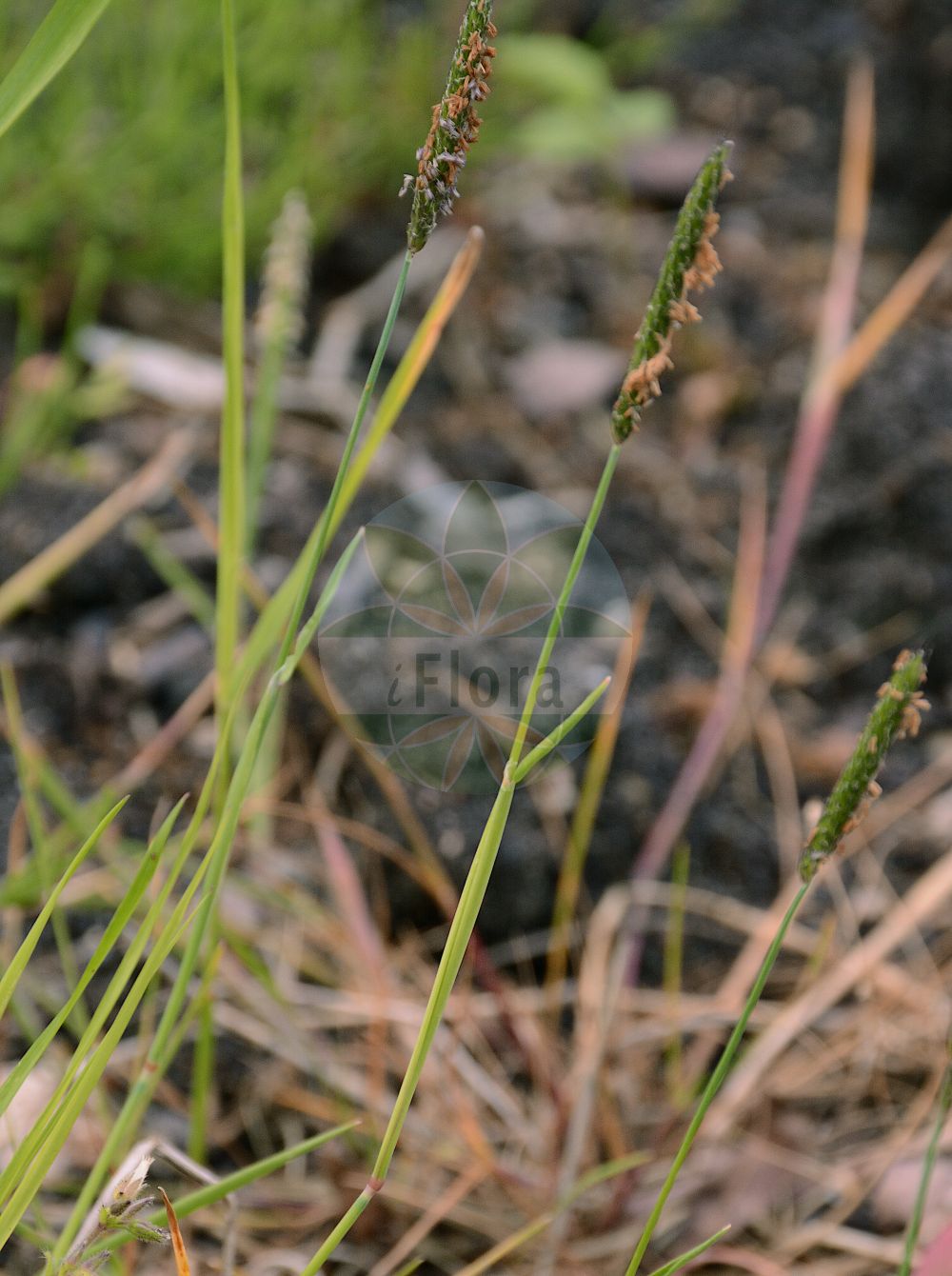 Foto von Alopecurus rendlei (Aufgeblasenes Fuchsschwanzgras - Rendle's Meadow Foxtail). Das Foto wurde in Bremen, Deutschland aufgenommen. ---- Photo of Alopecurus rendlei (Aufgeblasenes Fuchsschwanzgras - Rendle's Meadow Foxtail). The picture was taken in Bremen, Germany.(Alopecurus rendlei,Aufgeblasenes Fuchsschwanzgras,Rendle's Meadow Foxtail,Alopecurus rendlei,Aufgeblasenes Fuchsschwanzgras,Aufgeblasenener Fuchsschwanz,Rendle's Meadow Foxtail,Rendle's Foxtail,Alopecurus,Fuchsschwanzgras,Foxtail,Poaceae,Süßgräser,Grass family)
