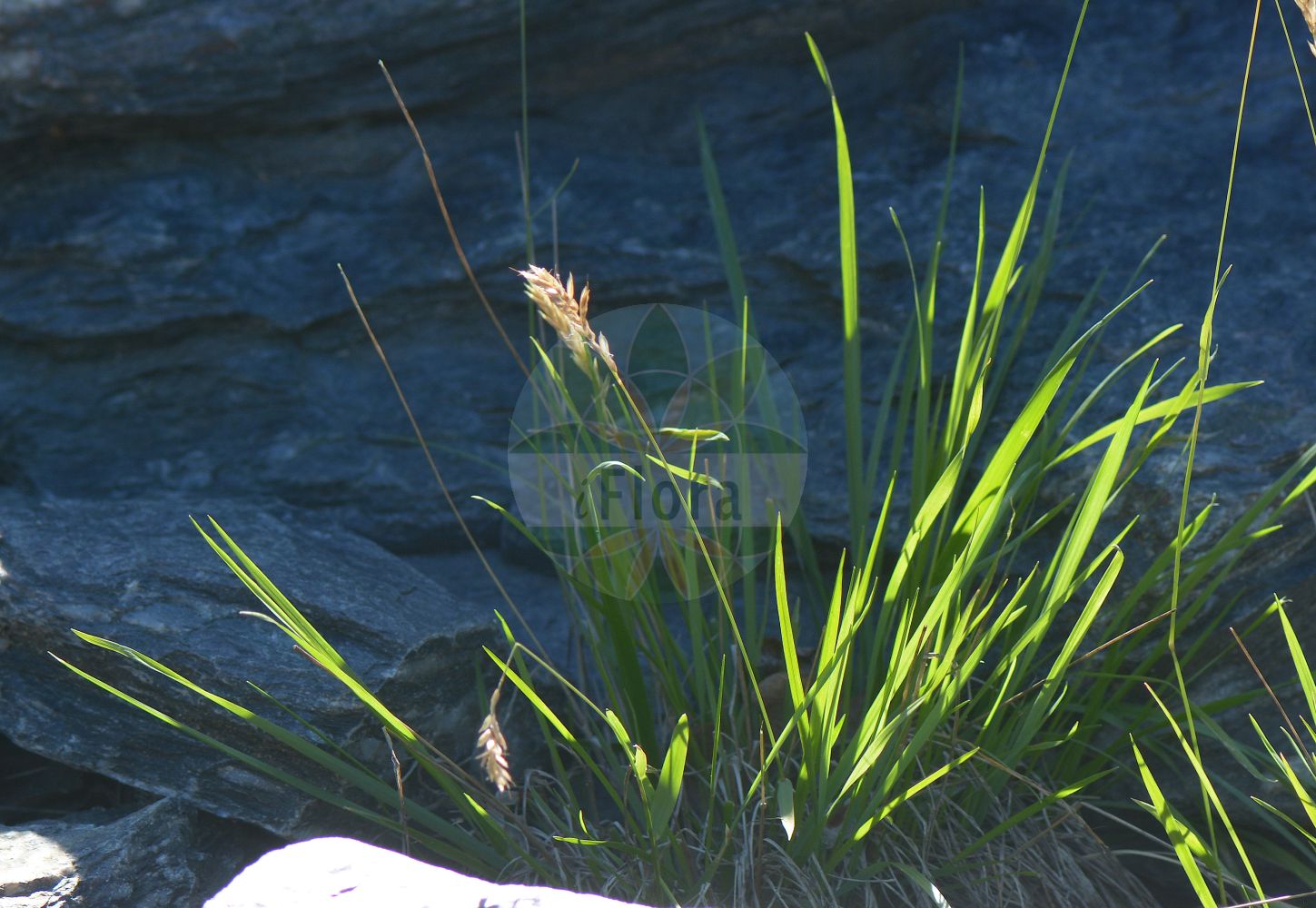 Foto von Anthoxanthum alpinum (Alpen-Ruchgras - Alpine Bentgrass). Das Foto wurde in Oslo, Norwegen aufgenommen. ---- Photo of Anthoxanthum alpinum (Alpen-Ruchgras - Alpine Bentgrass). The picture was taken in Oslo, Norway.(Anthoxanthum alpinum,Alpen-Ruchgras,Alpine Bentgrass,Anthoxanthum alpinum,Anthoxanthum odoratum subsp. alpinum,Alpen-Ruchgras,Alpine Bentgrass,Anthoxanthum,Ruchgras,Hornwort,Poaceae,Süßgräser,Grass family)