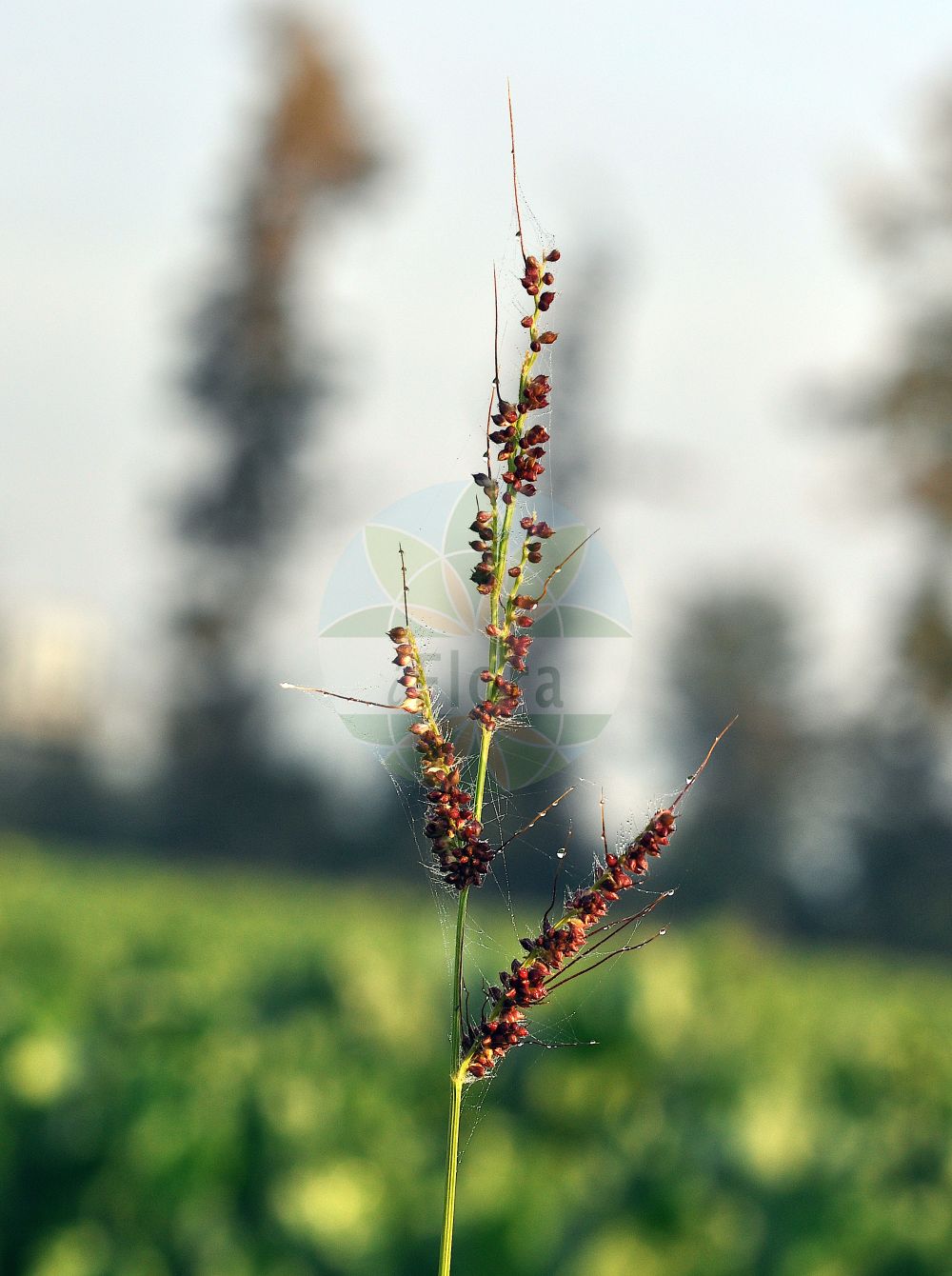 Foto von Echinochloa crus-galli (Gewöhnliche Hühnerhirse - Cockspur). Das Foto wurde in Hessen, Deutschland, Oberrheinisches Tiefland und Rhein-Main-Ebene, Untermainebene aufgenommen. ---- Photo of Echinochloa crus-galli (Gewöhnliche Hühnerhirse - Cockspur). The picture was taken in Hesse, Germany, Oberrheinisches Tiefland and Rhein-Main-Ebene, Untermainebene.(Echinochloa crus-galli,Gewöhnliche Hühnerhirse,Cockspur,Echinochloa crus-galli,Panicum crus-galli,Gewoehnliche Huehnerhirse,Cockspur,Barnyard Grass,Barnyard Millet,Cockspurgrass,Common Barnyard Grass,Echinochloa,Hühnerhirse,Cockspur Grass,Poaceae,Süßgräser,Grass family)