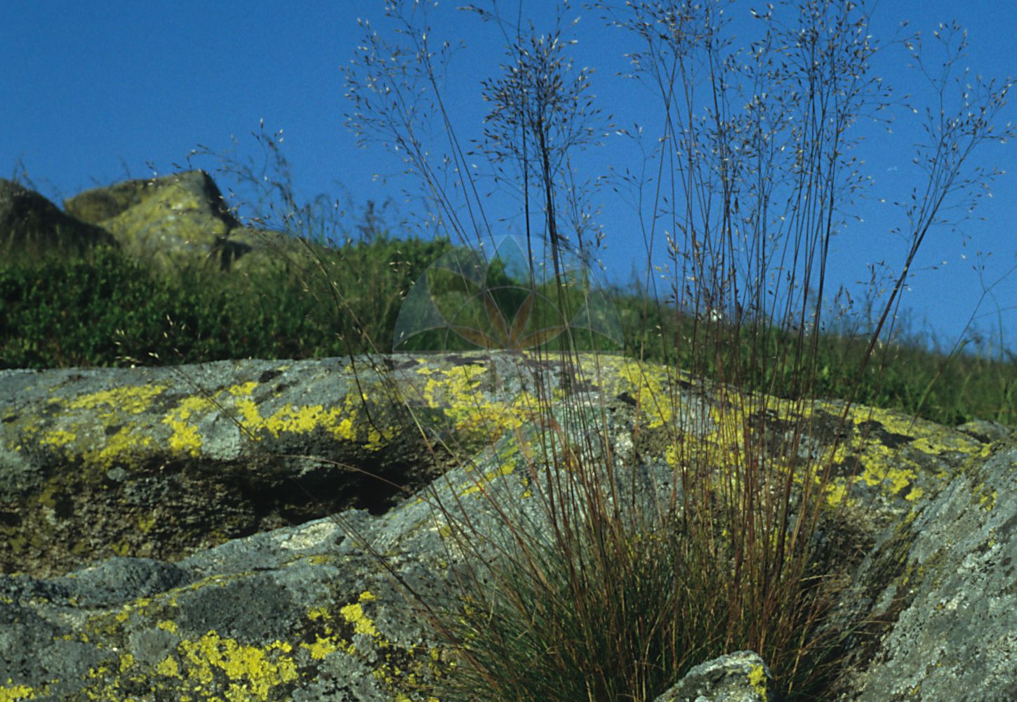 Foto von Avenella flexuosa (Draht-Schmiele - Wavy Hair-grass). ---- Photo of Avenella flexuosa (Draht-Schmiele - Wavy Hair-grass).(Avenella flexuosa,Draht-Schmiele,Wavy Hair-grass,Aira flexuosa,Aira stricta,Avenella flexuosa,Deschampsia flexuosa,Deschampsia mairei,Deschampsia stricta,Lerchenfeldia flexuosa,Draht-Schmiele,Wald-Schmiele,Wavy Hair-grass,Crinkled Hairgrass,Avenella,Poaceae,Süßgräser,Grass family)
