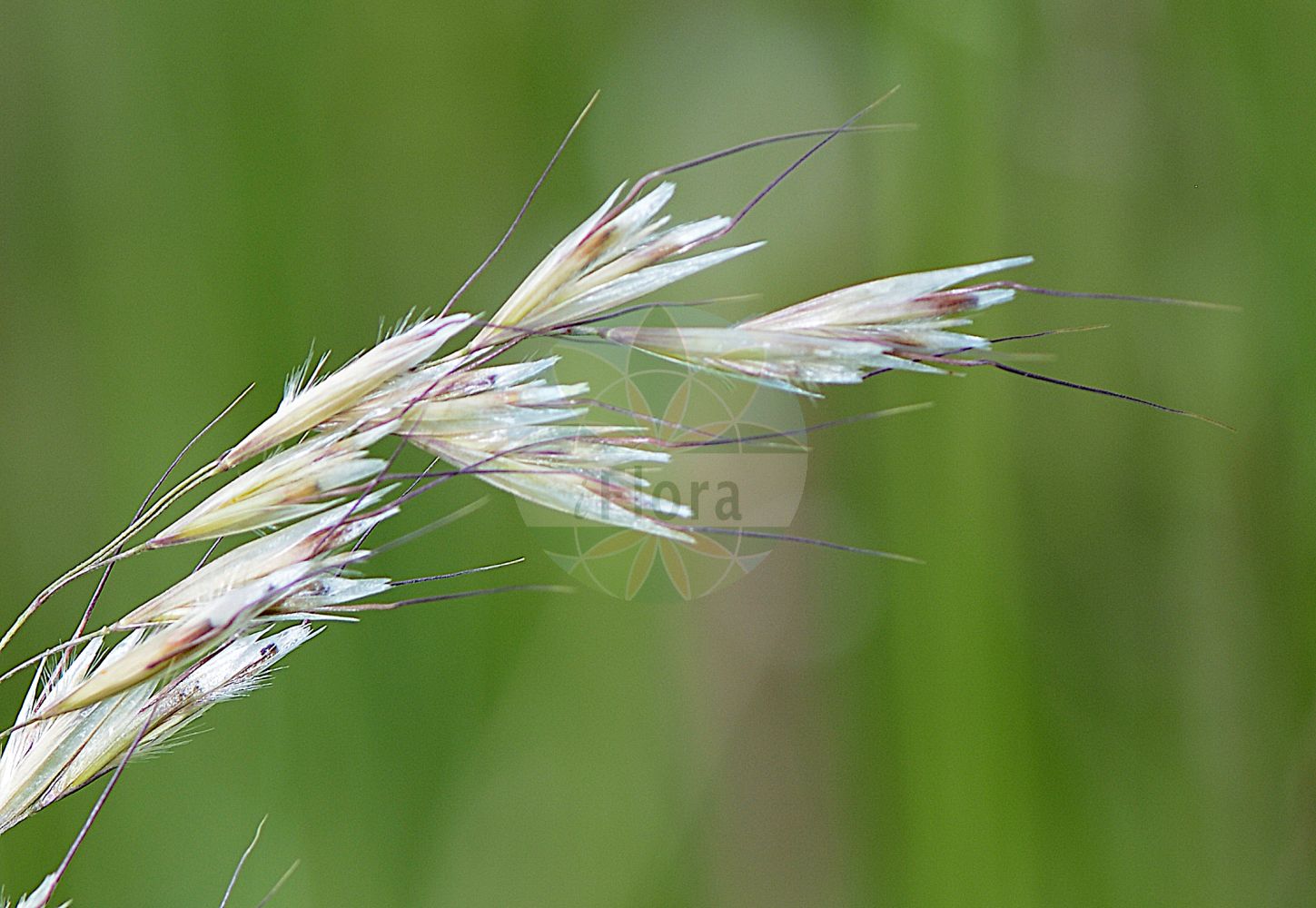 Foto von Avenula pubescens (Flaumiger Wiesenhafer - Downy Oat-grass). Das Foto wurde in Hessen, Deutschland, Oberrheinisches Tiefland und Rhein-Main-Ebene, Untermainebene aufgenommen. ---- Photo of Avenula pubescens (Flaumiger Wiesenhafer - Downy Oat-grass). The picture was taken in Hesse, Germany, Oberrheinisches Tiefland and Rhein-Main-Ebene, Untermainebene.(Avenula pubescens,Flaumiger Wiesenhafer,Downy Oat-grass,Arrhenatherum pubescens,Avena amethystina,Avena fallax,Avena lucida,Avena pubescens,Avenastrum pubescens,Avenochloa pubescens,Avenula pubescens,Helictotrichon pubescens,Homalotrichon pubescens,Neoholubia pubescens,Flaumiger Wiesenhafer,Flaumhafer,Flaum-Wiesenhafer,Gewoehnlicher Flaumiger Wiesenhafer,Kahler Flaumhafer,Downy Oat-grass,Downy Alpine Oatgrass,Hairy Oatgrass,Avenula,Poaceae,Süßgräser,Grass family)
