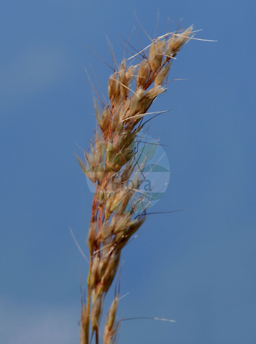 Foto von Helictochloa versicolor (Bunter Wiesenhafer - Coloured Oatgrass). Das Foto wurde in La Rambertina, Waadt, Schweiz aufgenommen. ---- Photo of Helictochloa versicolor (Bunter Wiesenhafer - Coloured Oatgrass). The picture was taken in La Rambertina, Vaud, Switzerland.(Helictochloa versicolor,Bunter Wiesenhafer,Coloured Oatgrass,Avena scheuchzeri,Avena versicolor,Avenastrum versicolor,Avenochloa versicolor,Avenula scheuchzeri,Avenula versicolor,Helictochloa versicolor,Helictotrichon versicolor,Bunter Wiesenhafer,Bunthafer,Coloured Oatgrass,Helictochloa,Poaceae,Süßgräser,Grass family)