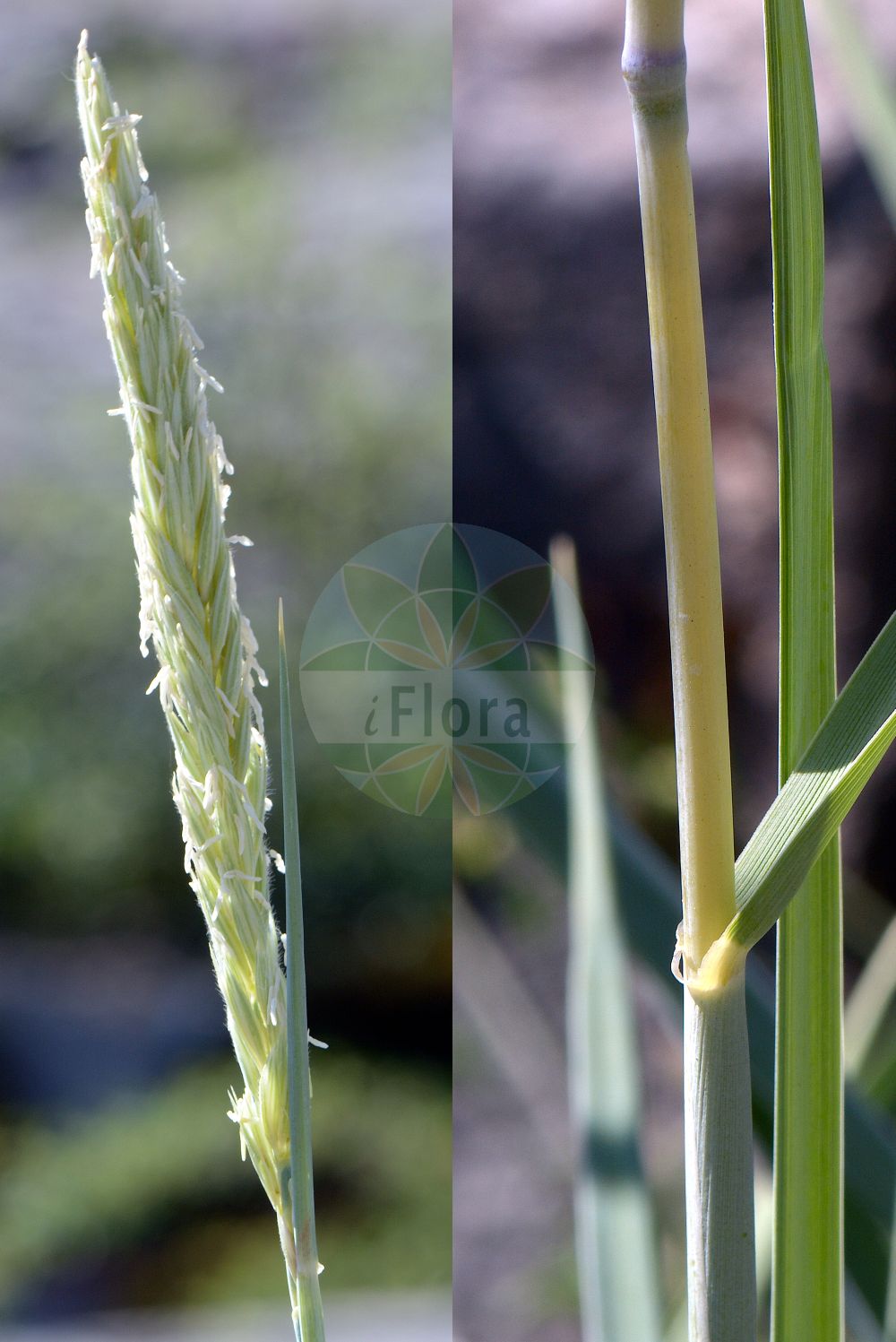 Foto von Leymus arenarius (Strandroggen - Lyme-grass). ---- Photo of Leymus arenarius (Strandroggen - Lyme-grass).(Leymus arenarius,Strandroggen,Lyme-grass,Elymus arenarius,Leymus arenarius,Strandroggen,Blauer Helm,Strandhafer,Lyme-grass,European Dune Grass,Sand Ryegrass,Sand Lymegrass,Leymus,Strandroggen,Wildrye,Poaceae,Süßgräser,Grass family)
