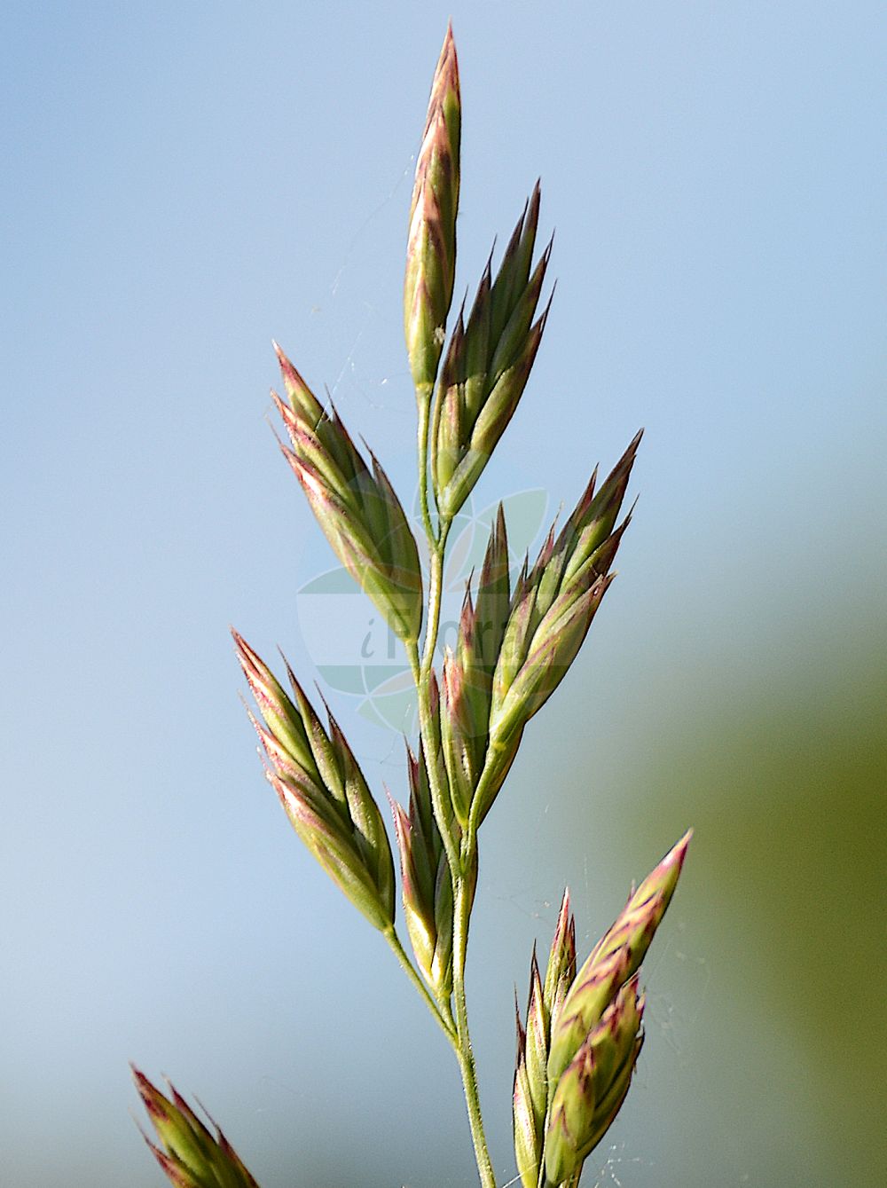 Foto von Schedonorus pratensis subsp. apenninus (Apennin-Wiesenschwingel - Meadow Fescue). Das Foto wurde in Dijon, Burgund, Frankreich aufgenommen. ---- Photo of Schedonorus pratensis subsp. apenninus (Apennin-Wiesenschwingel - Meadow Fescue). The picture was taken in Dijon, Burgundy, France.(Schedonorus pratensis subsp. apenninus,Apennin-Wiesenschwingel,Meadow Fescue,Schedonorus pratensis subsp. apenninus,Apennin-Wiesenschwingel,Apeninnen-Schwingel,Begrannter Wiesen-Schwingel,Meadow Fescue,Schedonorus,Poaceae,Süßgräser,Grass family)