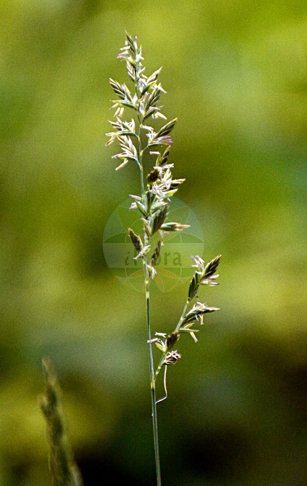 Foto von Festuca filiformis (Haar-Schafschwingel - Fine-leaved Sheep's-Fescue). Das Foto wurde in Dresden, Sachsen, Deutschland aufgenommen. ---- Photo of Festuca filiformis (Haar-Schafschwingel - Fine-leaved Sheep's-Fescue). The picture was taken in Dresden, Sachsen, Germany.(Festuca filiformis,Haar-Schafschwingel,Fine-leaved Sheep's-Fescue,Festuca filiformis,Festuca paludosa,Festuca tenuifolia,Haar-Schafschwingel,Haar-Schwingel,Fine-leaved Sheep's-Fescue,Fine-leaved Fescue,Fineleaf Sheep Fescue,Mucronate Sprangeltop,Hair Fescue,Slender Fescue,Festuca,Schwingel,Fescue,Poaceae,Süßgräser,Grass family)