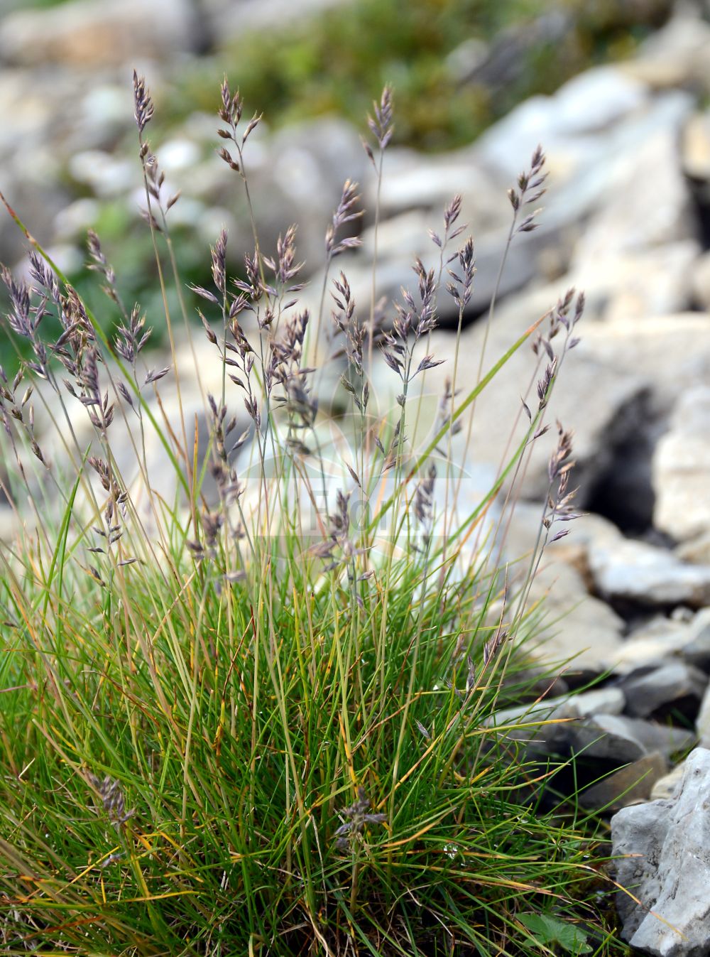 Foto von Festuca alpina (Alpen-Schwingel - Alpine Fescue). Das Foto wurde in Schynige Platte, Interlaken, Bern, Schweiz aufgenommen. ---- Photo of Festuca alpina (Alpen-Schwingel - Alpine Fescue). The picture was taken in Schynige Platte, Interlaken, Bern, Switzerland.(Festuca alpina,Alpen-Schwingel,Alpine Fescue,Festuca capillaris,Festuca alpina,Alpen-Schwingel,Alpine Fescue,Festuca,Schwingel,Fescue,Poaceae,Süßgräser,Grass family)