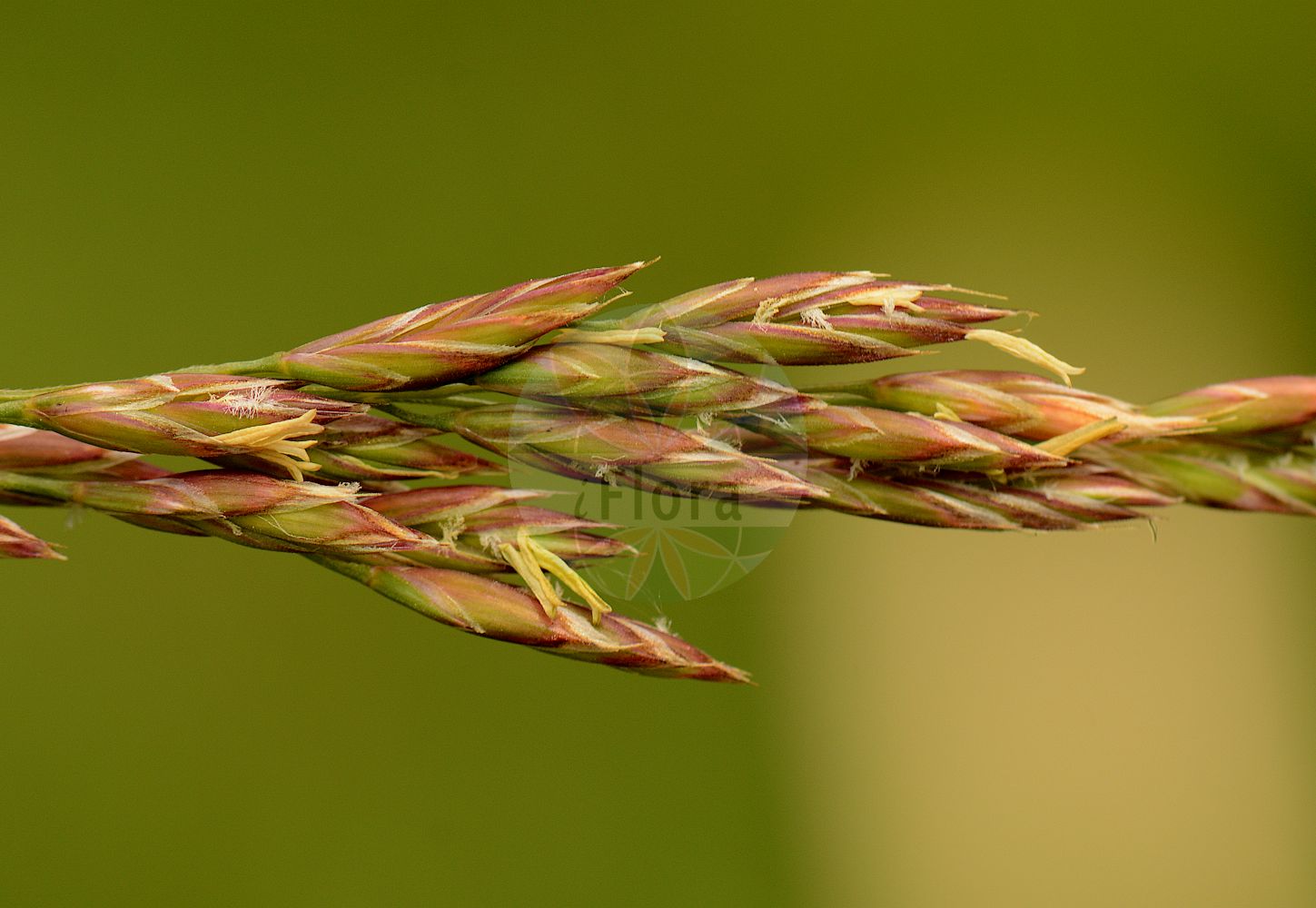 Foto von Drymochloa sylvatica (Wald-Schwingel - Wood Fescue). Das Foto wurde in Jardin des Plantes, Paris, Frankreich aufgenommen. ---- Photo of Drymochloa sylvatica (Wald-Schwingel - Wood Fescue). The picture was taken in Jardin des Plantes, Paris, France.(Drymochloa sylvatica,Wald-Schwingel,Wood Fescue,Drymochloa sylvatica,Festuca sylvatica,Poa sylvatica,Festuca altissima,Wald-Schwingel,Wood Fescue,Reed Fescue,Drymochloa,Poaceae,Süßgräser,Grass family)