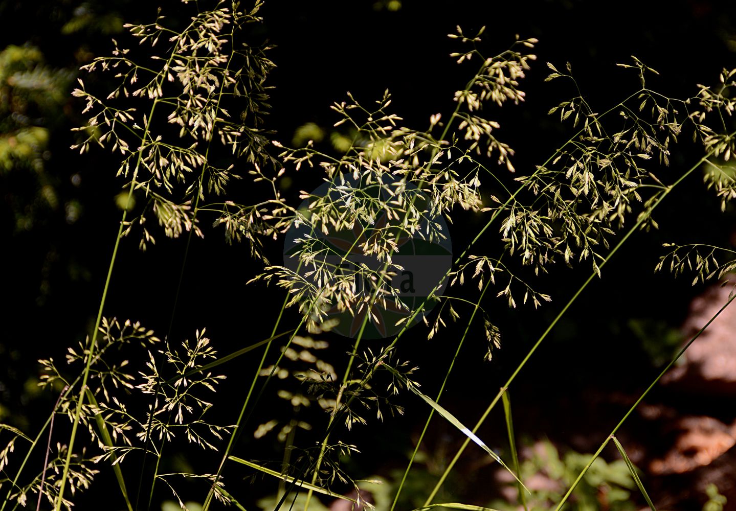 Foto von Drymochloa sylvatica (Wald-Schwingel - Wood Fescue). Das Foto wurde in Dresden, Sachsen, Deutschland aufgenommen. ---- Photo of Drymochloa sylvatica (Wald-Schwingel - Wood Fescue). The picture was taken in Dresden, Sachsen, Germany.(Drymochloa sylvatica,Wald-Schwingel,Wood Fescue,Drymochloa sylvatica,Festuca sylvatica,Poa sylvatica,Festuca altissima,Wald-Schwingel,Wood Fescue,Reed Fescue,Drymochloa,Poaceae,Süßgräser,Grass family)