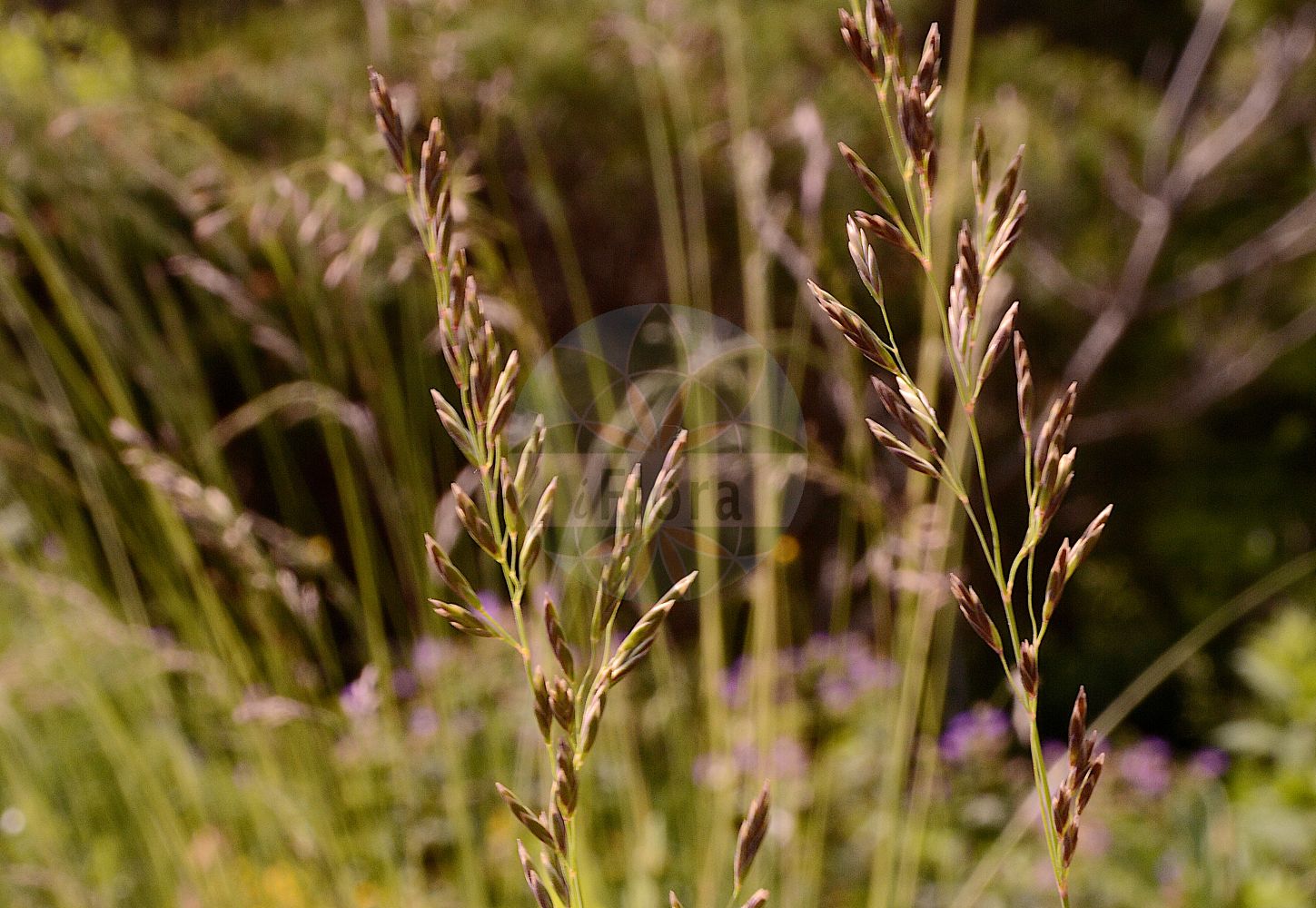 Foto von Festuca amethystina (Amethyst-Schwingel - Tufted Fescue). Das Foto wurde in München, Bayern, Deutschland aufgenommen. ---- Photo of Festuca amethystina (Amethyst-Schwingel - Tufted Fescue). The picture was taken in Munich, Bavaria, Germany.(Festuca amethystina,Amethyst-Schwingel,Tufted Fescue,Festuca amethystina,Festuca austriaca,Amethyst-Schwingel,Gewoehnlicher Amethyst-Schwingel,Ritschlis Amethyst-Schwingel,Tufted Fescue,Amethyst Fescue,Festuca,Schwingel,Fescue,Poaceae,Süßgräser,Grass family)