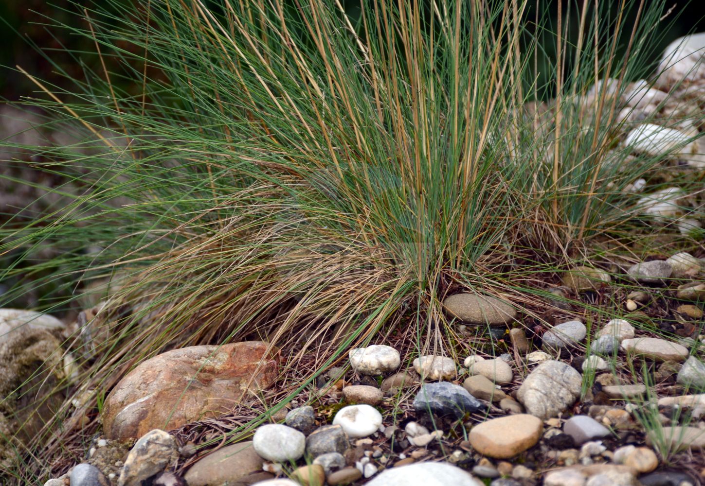 Foto von Festuca amethystina (Amethyst-Schwingel - Tufted Fescue). Das Foto wurde in Bern, Schweiz aufgenommen. ---- Photo of Festuca amethystina (Amethyst-Schwingel - Tufted Fescue). The picture was taken in Bern, Switzerland.(Festuca amethystina,Amethyst-Schwingel,Tufted Fescue,Festuca amethystina,Festuca austriaca,Amethyst-Schwingel,Gewoehnlicher Amethyst-Schwingel,Ritschlis Amethyst-Schwingel,Tufted Fescue,Amethyst Fescue,Festuca,Schwingel,Fescue,Poaceae,Süßgräser,Grass family)