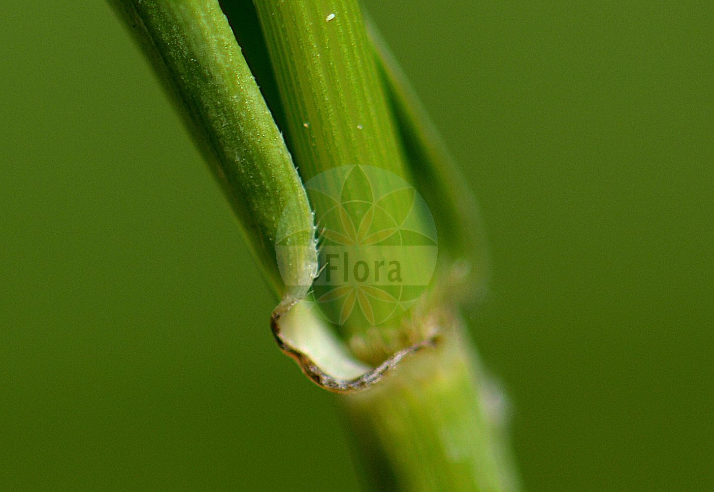 Foto von Schedonorus arundinaceus (Rohr-Schwingel - Tall Fescue). Das Foto wurde in Kopenhagen, Dänemark aufgenommen. ---- Photo of Schedonorus arundinaceus (Rohr-Schwingel - Tall Fescue). The picture was taken in Copenhagen, Denmark.(Schedonorus arundinaceus,Rohr-Schwingel,Tall Fescue,Festuca elatior,Festuca littorea,Schedonorus arundinaceus,Schedonorus littoreus,Schedonorus phoenix,Festuca arundinacea,Rohr-Schwingel,Tall Fescue,Alta Fescue,Reed Fescue,Schedonorus,Poaceae,Süßgräser,Grass family)
