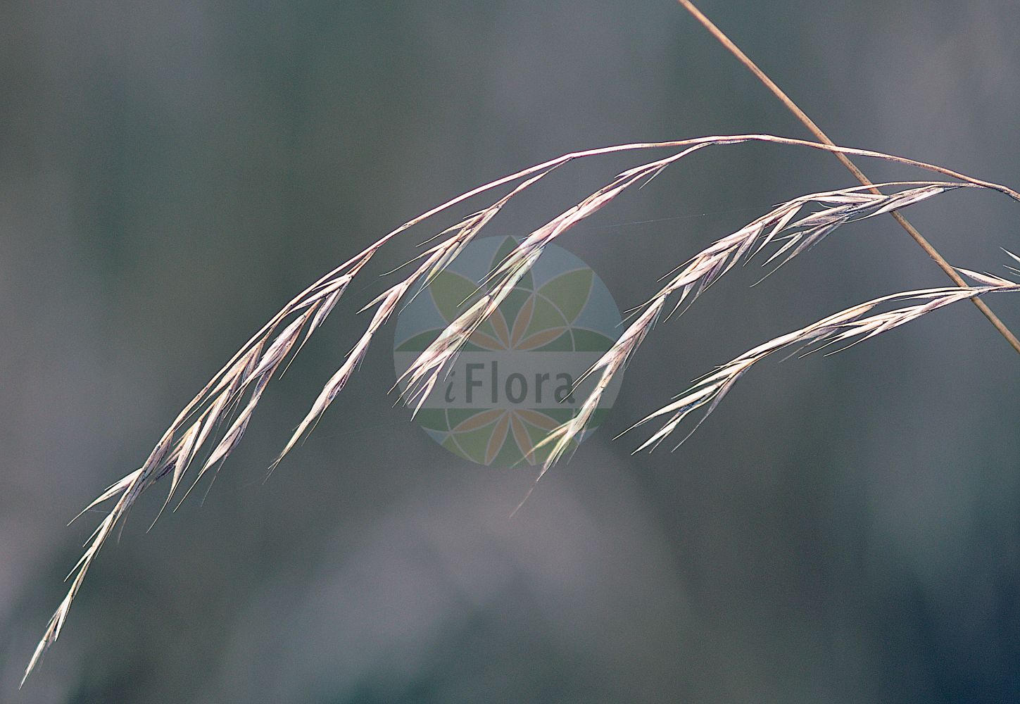 Foto von Festuca heterophylla (Verschiedenblättriger Schwingel - Various-leaved Fescue). Das Foto wurde in Frankfurt, Hessen, Deutschland aufgenommen. ---- Photo of Festuca heterophylla (Verschiedenblättriger Schwingel - Various-leaved Fescue). The picture was taken in Frankfurt, Hesse, Germany.(Festuca heterophylla,Verschiedenblättriger Schwingel,Various-leaved Fescue,Festuca heterophylla,Verschiedenblaettriger Schwingel,Various-leaved Fescue,Grandmother's Hair,Variousleaf Fescue,Festuca,Schwingel,Fescue,Poaceae,Süßgräser,Grass family)