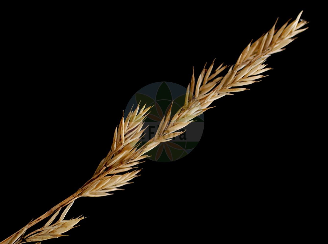 Foto von Festuca psammophila (Sand-Schafschwingel - Sand Fescue). ---- Photo of Festuca psammophila (Sand-Schafschwingel - Sand Fescue).(Festuca psammophila,Sand-Schafschwingel,Sand Fescue,Festuca psammophila,Sand-Schafschwingel,Sand Fescue,Festuca,Schwingel,Fescue,Poaceae,Süßgräser,Grass family)