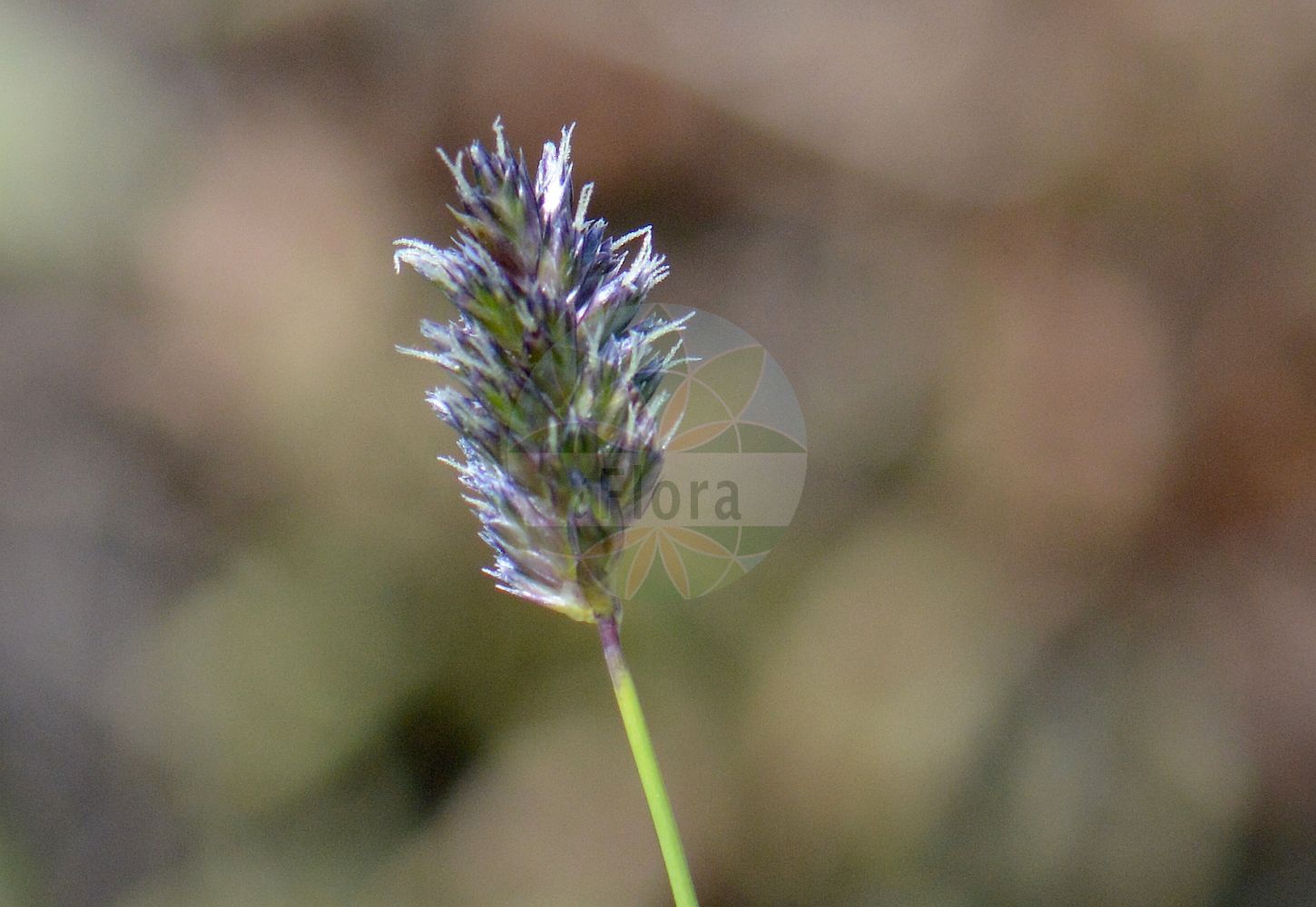 Foto von Sesleria caerulea (Kalk-Blaugras - Blue Moor-grass). Das Foto wurde in Göttingen, Niedersachsen, Deutschland aufgenommen. ---- Photo of Sesleria caerulea (Kalk-Blaugras - Blue Moor-grass). The picture was taken in Goettingen, Lower Saxony, Germany.(Sesleria caerulea,Kalk-Blaugras,Blue Moor-grass,Aira varia,Cynosurus caeruleus,Sesleria albicans,Sesleria caerulea,Sesleria calcarea,Sesleria deyliana,Sesleria varia,Kalk-Blaugras,Gewoehnliches Blaugras,Blue Moor-grass,Blue Sesleria,Sesleria,Blaugras,Poaceae,Süßgräser,Grass family)