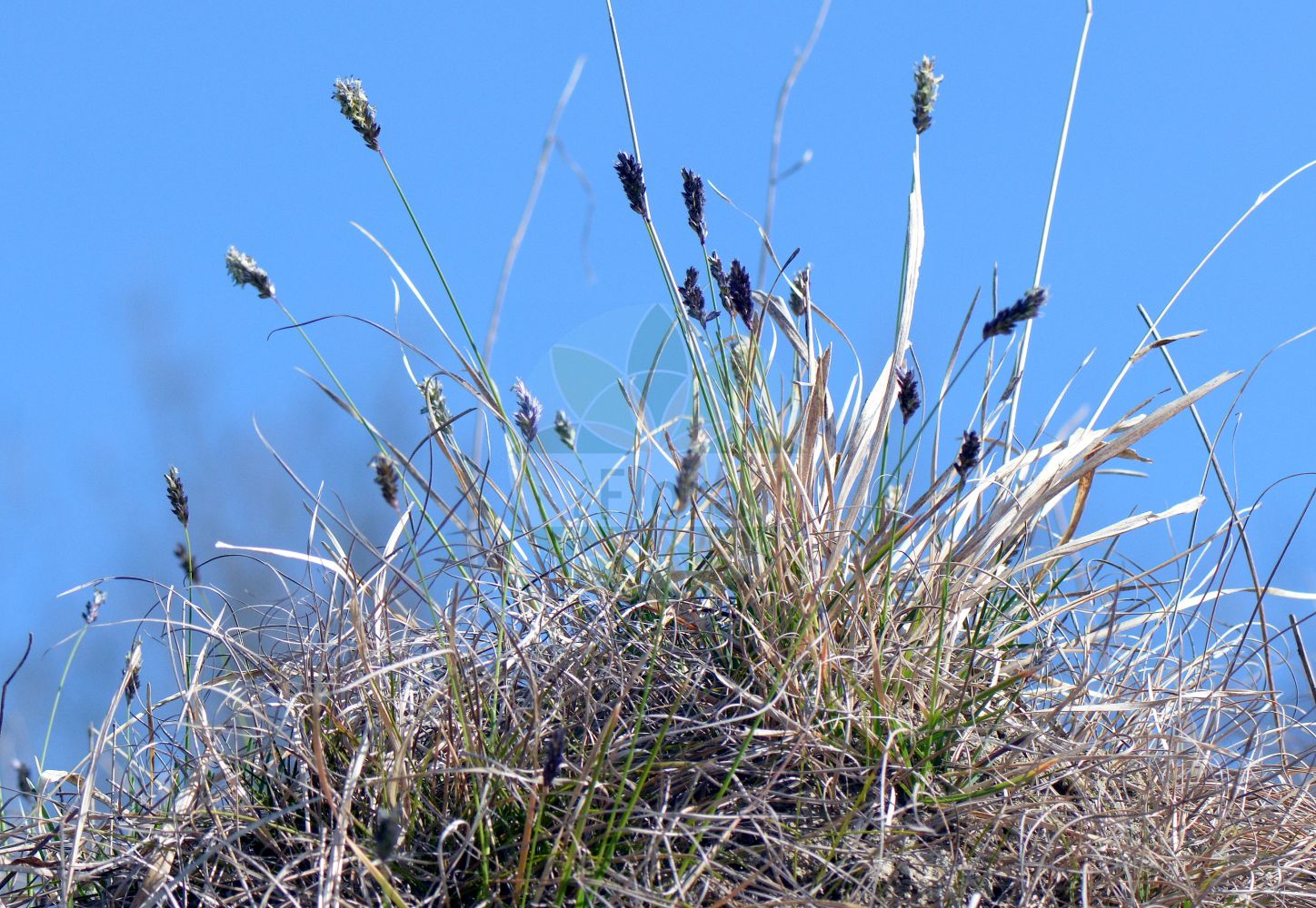 Foto von Sesleria caerulea (Kalk-Blaugras - Blue Moor-grass). Das Foto wurde in Göttingen, Niedersachsen, Deutschland aufgenommen. ---- Photo of Sesleria caerulea (Kalk-Blaugras - Blue Moor-grass). The picture was taken in Goettingen, Lower Saxony, Germany.(Sesleria caerulea,Kalk-Blaugras,Blue Moor-grass,Aira varia,Cynosurus caeruleus,Sesleria albicans,Sesleria caerulea,Sesleria calcarea,Sesleria deyliana,Sesleria varia,Kalk-Blaugras,Gewoehnliches Blaugras,Blue Moor-grass,Blue Sesleria,Sesleria,Blaugras,Poaceae,Süßgräser,Grass family)
