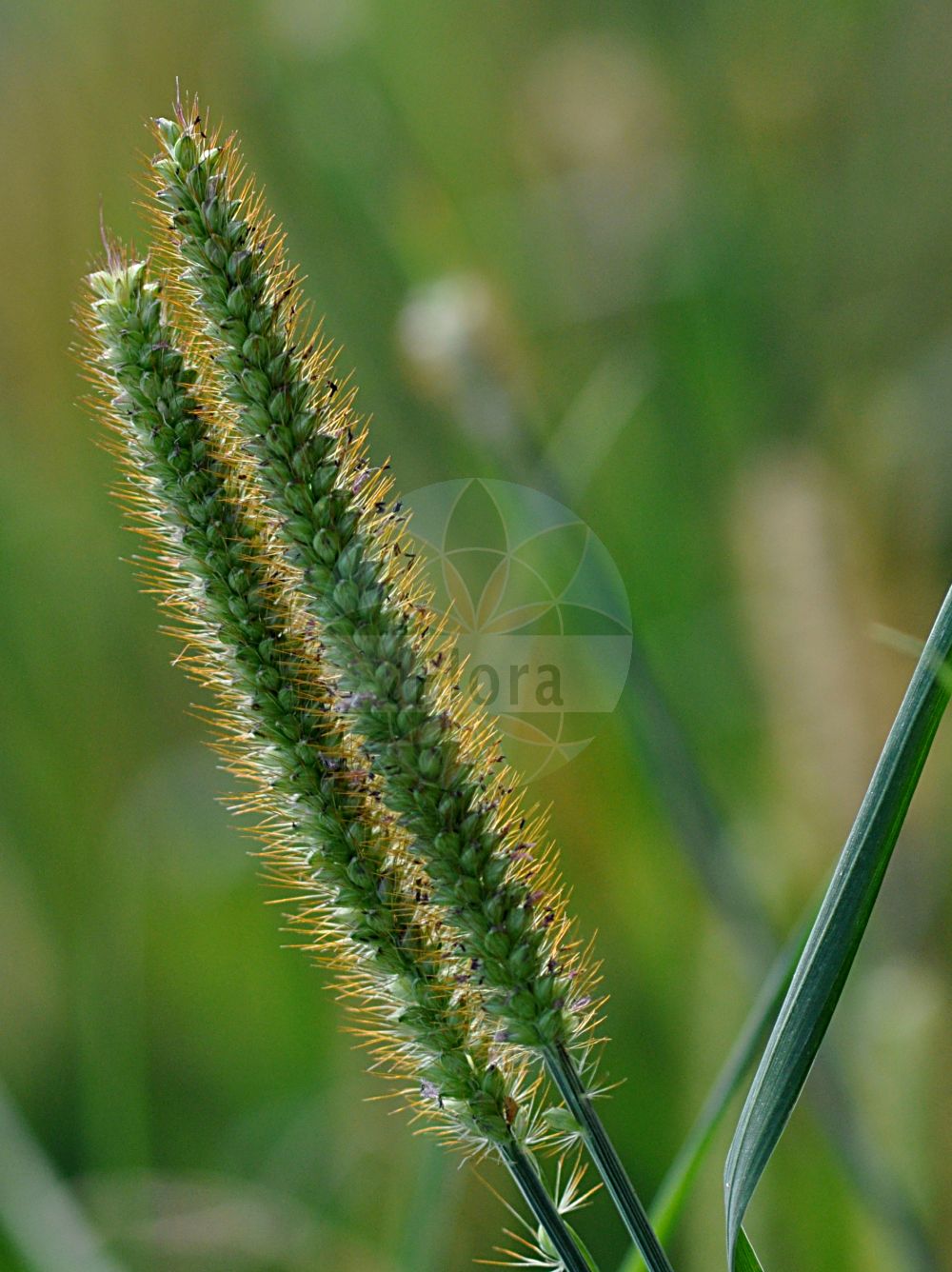 Foto von Setaria pumila (Rote Borstenhirse - Yellow Bristle-grass). Das Foto wurde in Bayreuth, Bayern, Deutschland aufgenommen. ---- Photo of Setaria pumila (Rote Borstenhirse - Yellow Bristle-grass). The picture was taken in Bayreuth, Bavaria, Germany.(Setaria pumila,Rote Borstenhirse,Yellow Bristle-grass,Panicum pumilum,Setaria lutescens,Setaria pumila,Rote Borstenhirse,Fuchsrote Borstenhirse,Gelbe Borstenhirse,Gelber Fennich,Roetliche Borstenhirse,Yellow Bristle-grass,Yellow Foxtail,Setaria,Borstenhirse,Bristlegrass,Poaceae,Süßgräser,Grass family)