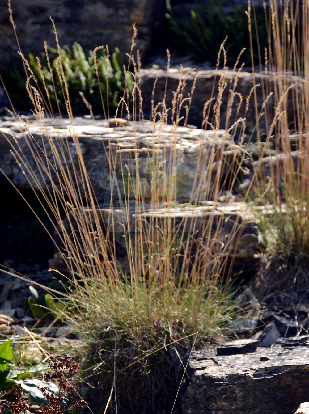 Foto von Festuca stricta subsp. sulcata (Furchen-Schafschwingel - Furrow Fescue). Das Foto wurde in Osnabrück, Niedersachsen, Deutschland aufgenommen. ---- Photo of Festuca stricta subsp. sulcata (Furchen-Schafschwingel - Furrow Fescue). The picture was taken in Osnabrueck, Lower Saxony, Germany.(Festuca stricta subsp. sulcata,Furchen-Schafschwingel,Furrow Fescue,Festuca rupicola,Furchen-Schafschwingel,Furchen-Schaf-Schwingel,Furchen-Schwingel,Furrow Fescue,Festuca,Schwingel,Fescue,Poaceae,Süßgräser,Grass family)