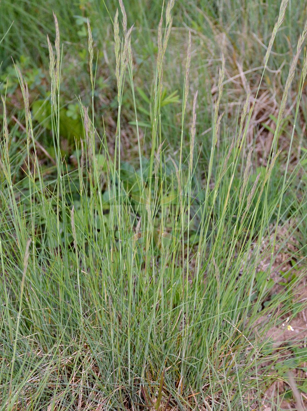 Foto von Festuca valesiaca (Walliser-Schwingel - Volga Fescue). Das Foto wurde in Marburg, Hessen, Deutschland aufgenommen. ---- Photo of Festuca valesiaca (Walliser-Schwingel - Volga Fescue). The picture was taken in Marburg, Hesse, Germany.(Festuca valesiaca,Walliser-Schwingel,Volga Fescue,Festuca valesiaca,Walliser-Schwingel,Falscher Schaf-Schwingel,Walliser Schwingel,Volga Fescue,Pseudovina,Festuca,Schwingel,Fescue,Poaceae,Süßgräser,Grass family)