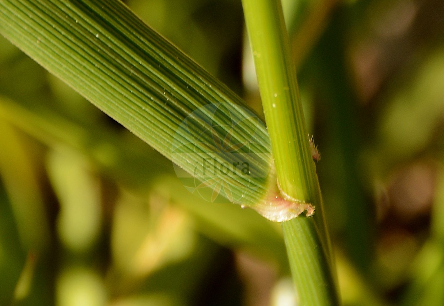 Foto von Schedonorus pratensis (Wiesen-Schwingel - Meadow Fescue). Das Foto wurde in Dijon, Burgund, Frankreich aufgenommen. ---- Photo of Schedonorus pratensis (Wiesen-Schwingel - Meadow Fescue). The picture was taken in Dijon, Burgundy, France.(Schedonorus pratensis,Wiesen-Schwingel,Meadow Fescue,Festuca pratensis,Schedonorus pratensis,Wiesen-Schwingel,Gewoehnlicher Wiesen-Schwingel,Meadow Fescue,Suiter Fescue,English Bluegrass,Schedonorus,Poaceae,Süßgräser,Grass family)