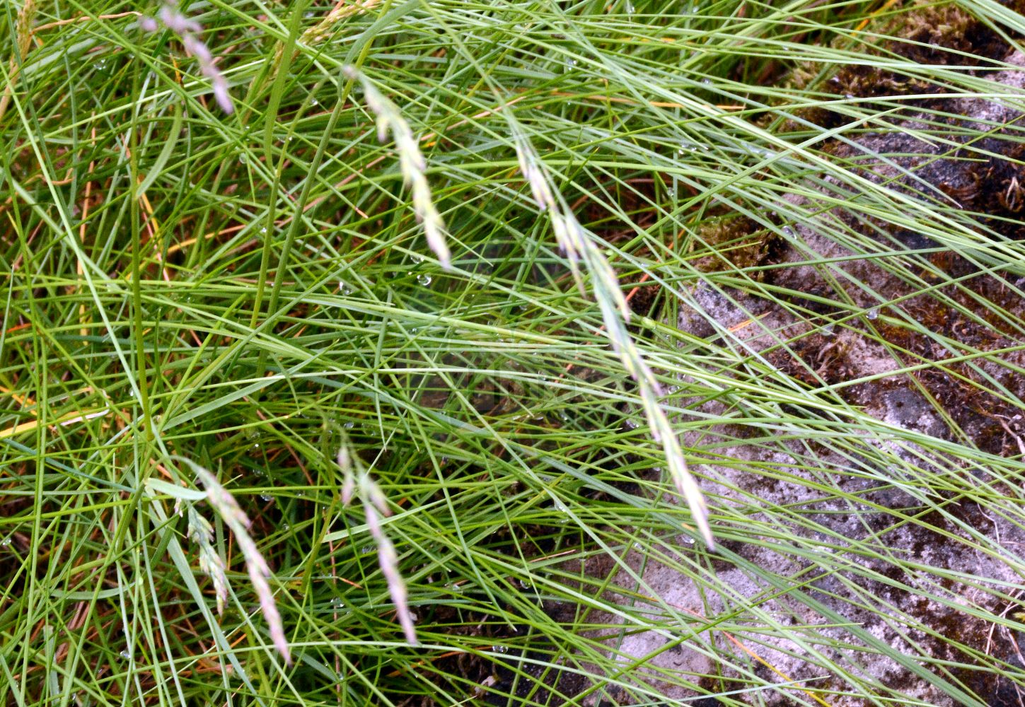 Foto von Leucopoa pulchella (Schöner Schwingel - Handsome Fescue). Das Foto wurde in Bremen, Deutschland aufgenommen. ---- Photo of Leucopoa pulchella (Schöner Schwingel - Handsome Fescue). The picture was taken in Bremen, Germany.(Leucopoa pulchella,Schöner Schwingel,Handsome Fescue,Festuca pulchella,Festuca scheuchzeriformis,Festuca scheuzeri,Leucopoa pulchella,Schoener Schwingel,Faltblaettriger Schoener Schwingel,Gewoehnlicher Schoener Schwingel,Handsome Fescue,Leucopoa,Poaceae,Süßgräser,Grass family)