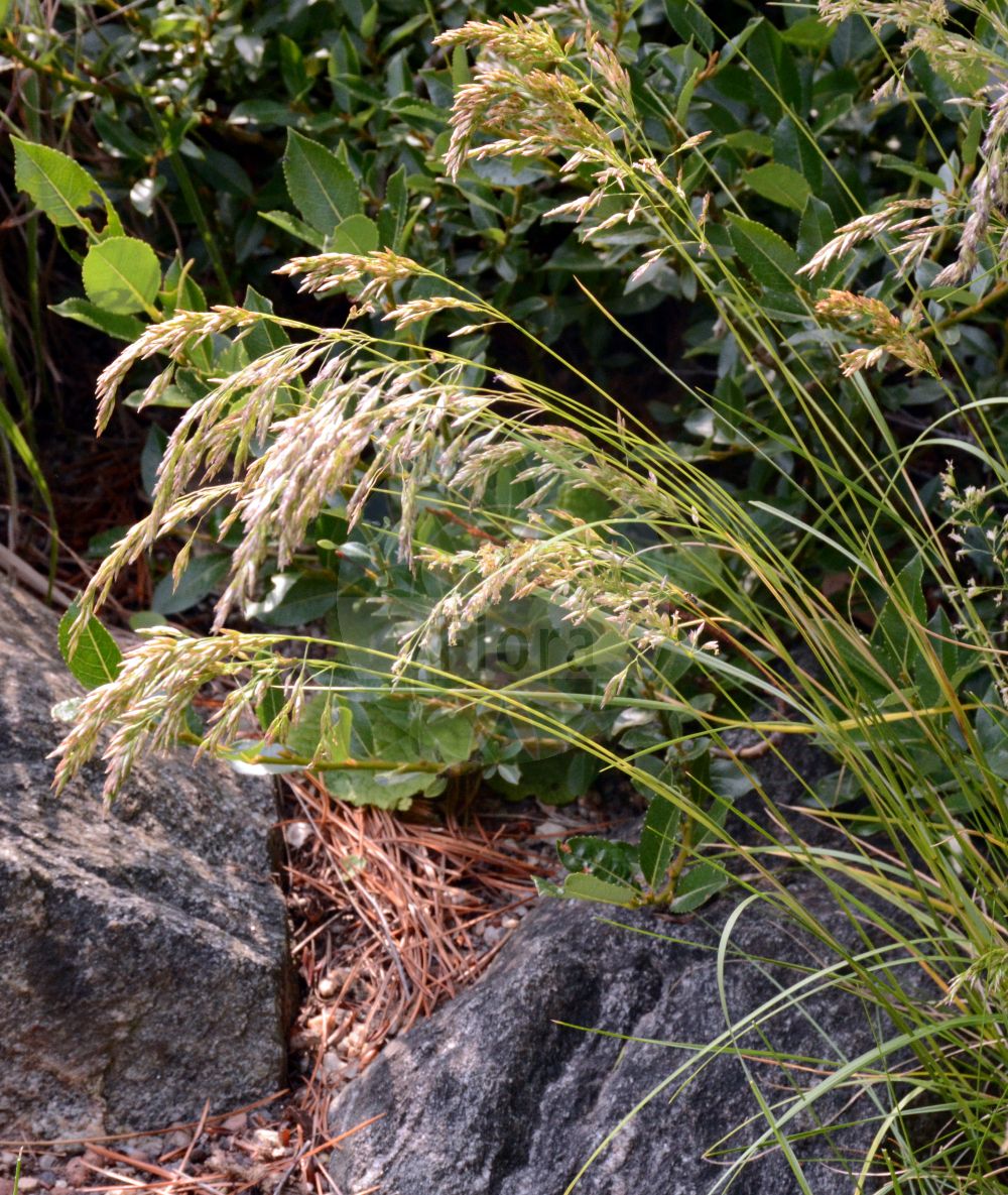 Foto von Festuca nigrescens (Schwärzlicher Rot-Schwingel - Chewing's Fescue). Das Foto wurde in Wien, Österreich aufgenommen. ---- Photo of Festuca nigrescens (Schwärzlicher Rot-Schwingel - Chewing's Fescue). The picture was taken in Vienna, Austria.(Festuca nigrescens,Schwärzlicher Rot-Schwingel,Chewing's Fescue,Festuca nigrescens,Festuca rubra var. nigrescens,Schwaerzlicher Rot-Schwingel,Horst-Rot-Schwingel,Chewing's Fescue,Alpine Chewing's Fescue,Festuca,Schwingel,Fescue,Poaceae,Süßgräser,Grass family)