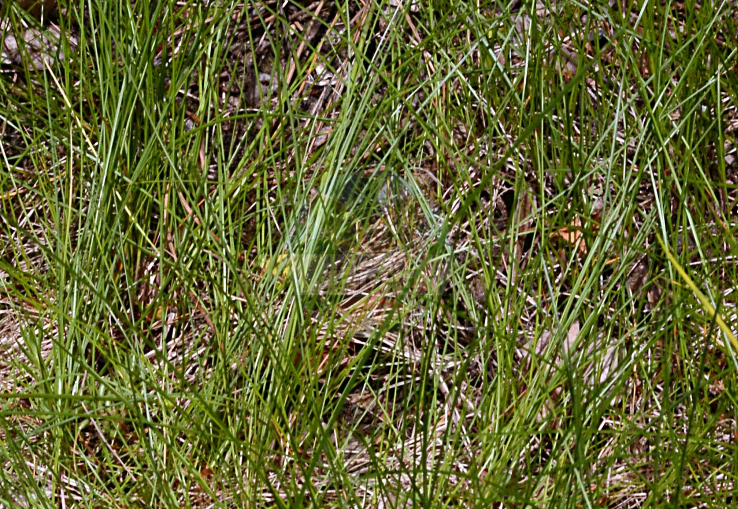 Foto von Festuca rubra (Rot-Schwingel - Red Fescue). Das Foto wurde in Dresden, Sachsen, Deutschland aufgenommen. ---- Photo of Festuca rubra (Rot-Schwingel - Red Fescue). The picture was taken in Dresden, Sachsen, Germany.(Festuca rubra,Rot-Schwingel,Red Fescue,Festuca rubra,Rot-Schwingel,Red Fescue,Creeping Fescue,Festuca,Schwingel,Fescue,Poaceae,Süßgräser,Grass family)
