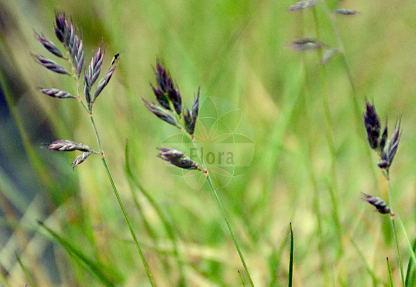 Foto von Festuca melanopsis (Dunkelvioletter Schwingel - Darkviolet Fescue). Das Foto wurde in Oberhof, Thüringen, Deutschland aufgenommen. ---- Photo of Festuca melanopsis (Dunkelvioletter Schwingel - Darkviolet Fescue). The picture was taken in Oberhof, Thuringia, Germany.(Festuca melanopsis,Dunkelvioletter Schwingel,Darkviolet Fescue,Festuca melanopsis,Festuca nigricans,Festuca violacea subsp. nigricans,Dunkelvioletter Schwingel,Schwaerzlicher Violett-Schwingel,Schwarzvioletter Schwingel,Darkviolet Fescue,Festuca,Schwingel,Fescue,Poaceae,Süßgräser,Grass family)