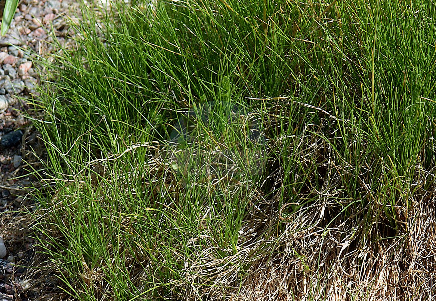 Foto von Festuca melanopsis (Dunkelvioletter Schwingel - Darkviolet Fescue). Das Foto wurde in Uppsala, Schweden aufgenommen. ---- Photo of Festuca melanopsis (Dunkelvioletter Schwingel - Darkviolet Fescue). The picture was taken in Uppsala, Sweden.(Festuca melanopsis,Dunkelvioletter Schwingel,Darkviolet Fescue,Festuca melanopsis,Festuca nigricans,Festuca violacea subsp. nigricans,Dunkelvioletter Schwingel,Schwaerzlicher Violett-Schwingel,Schwarzvioletter Schwingel,Darkviolet Fescue,Festuca,Schwingel,Fescue,Poaceae,Süßgräser,Grass family)